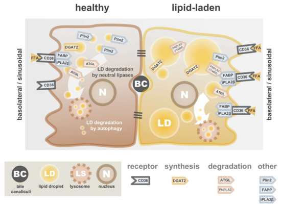 Playing Jekyll and Hyde—The Dual Role of Lipids in Fatty Liver Disease