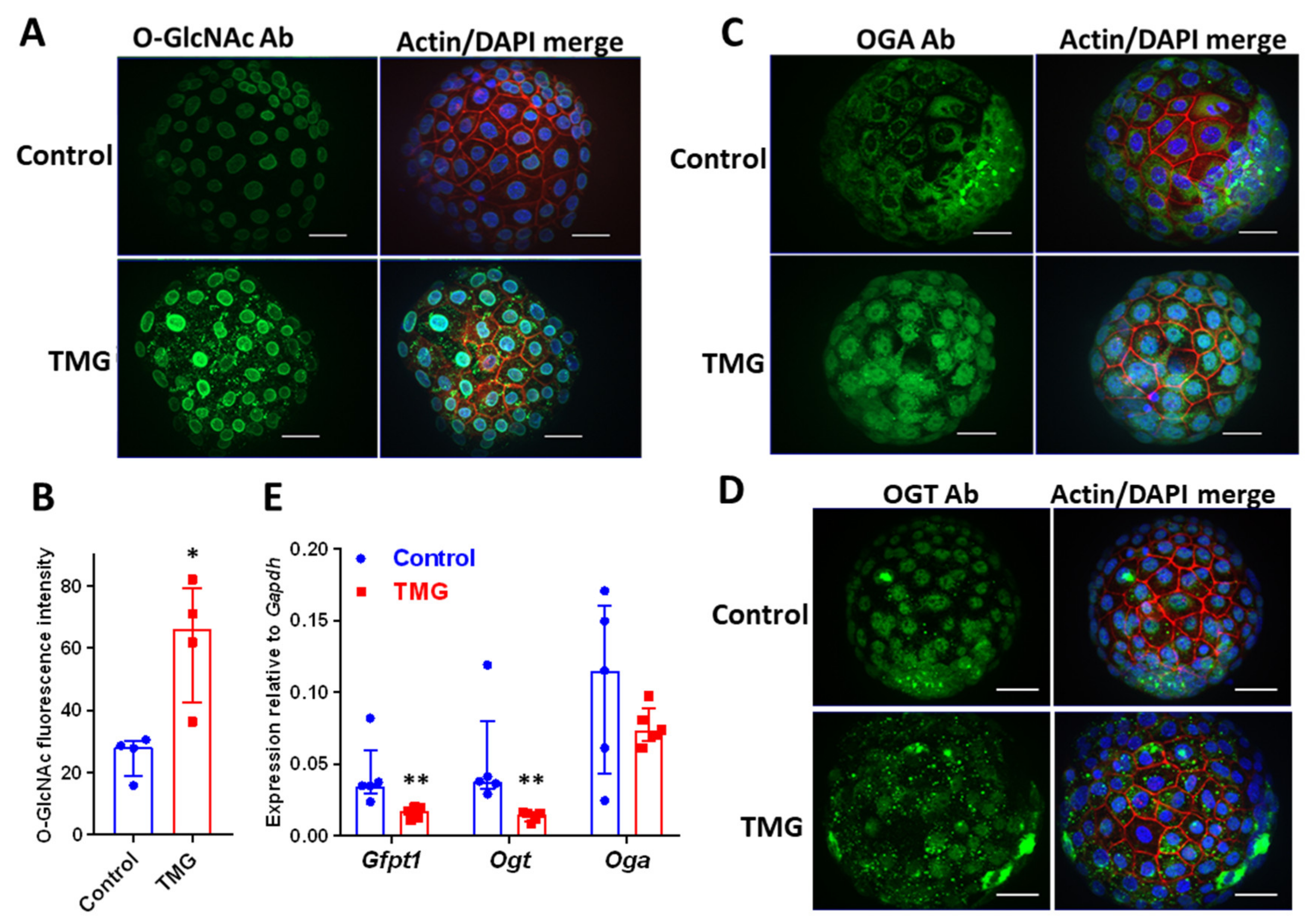 Cells 09 02246 g001 Cells 09 02246 g001