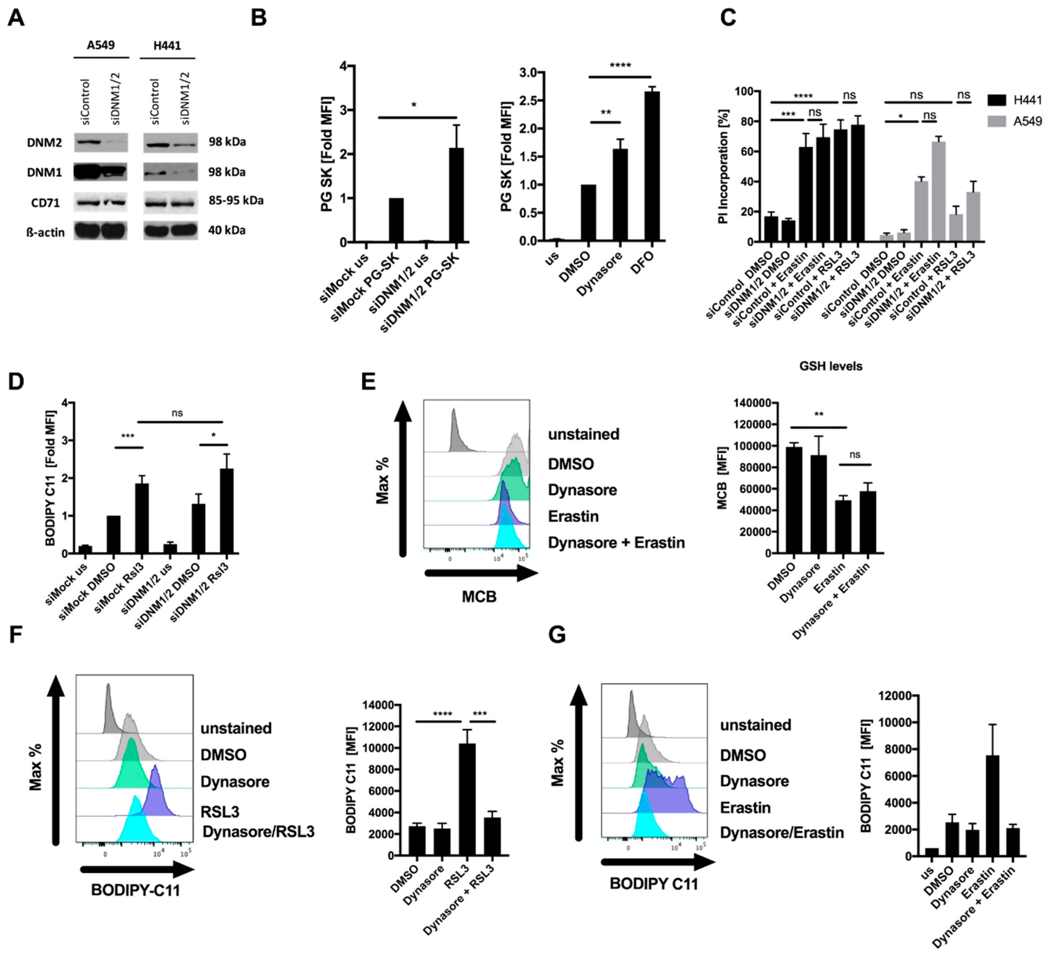 Cells 09 02259 g002 Cells 09 02259 g002