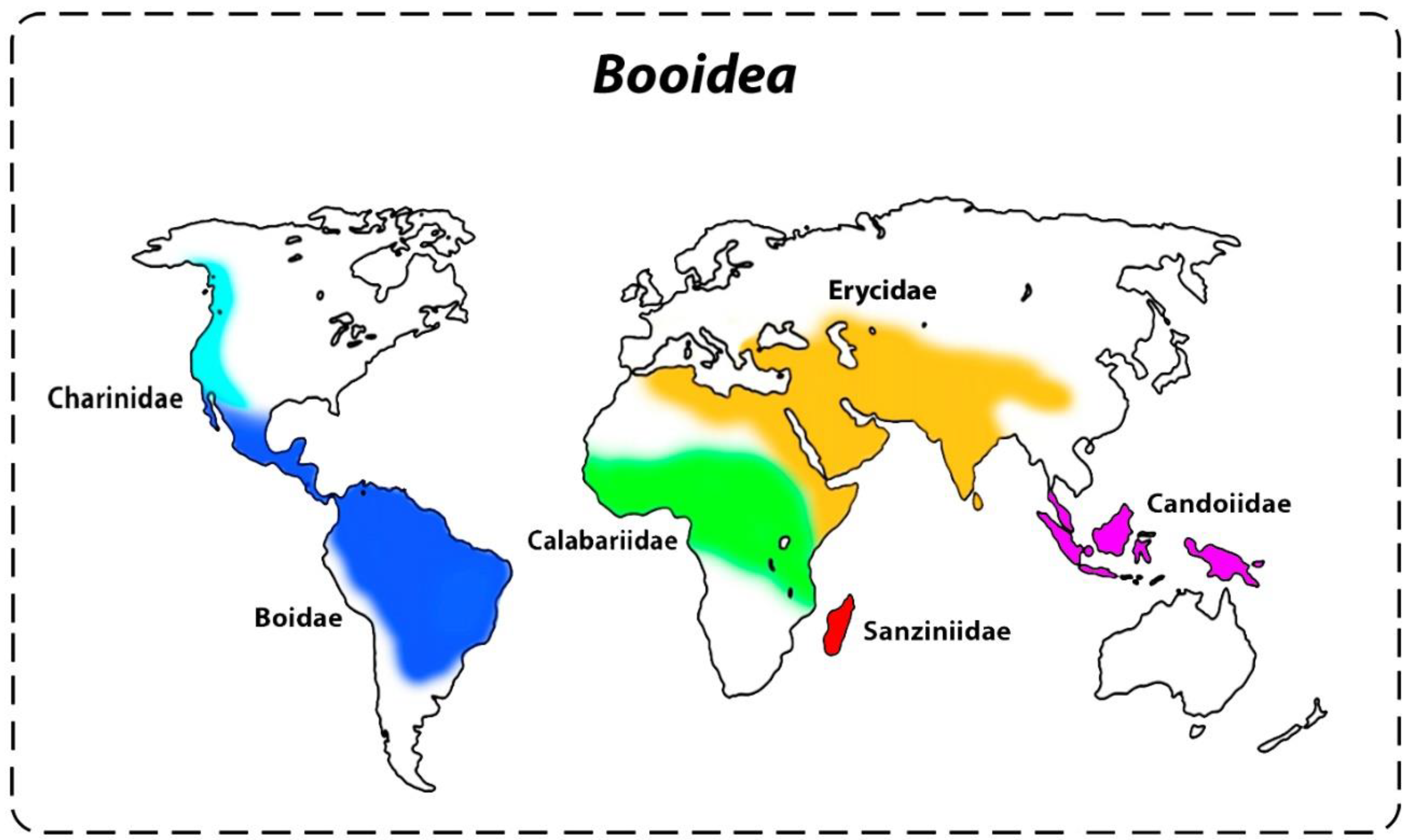 Boas of the World (Superfamily Booidae): A Checklist With Systematic,  Taxonomic, and Conservation Assessments