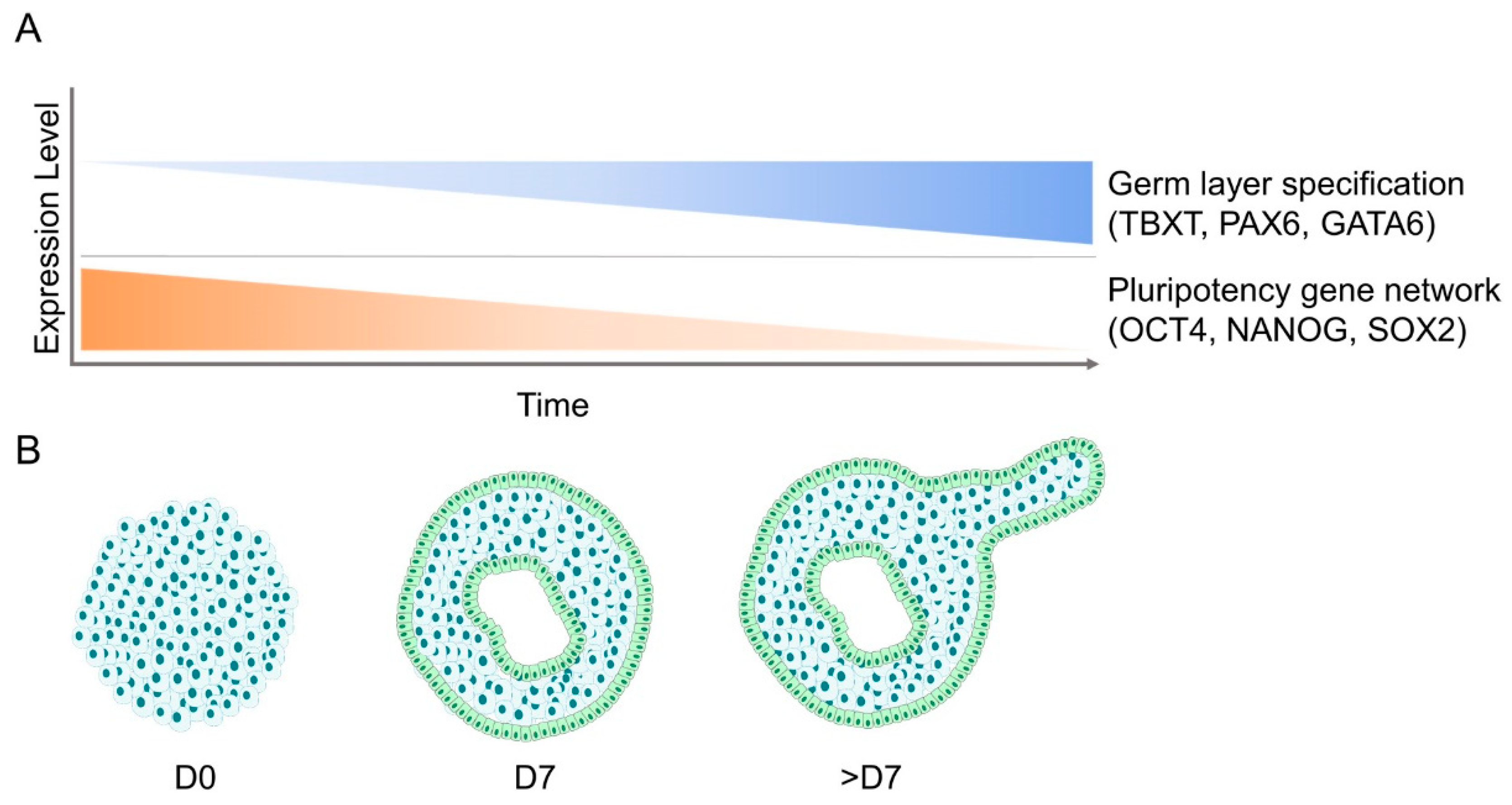 Cells 09 02270 g002