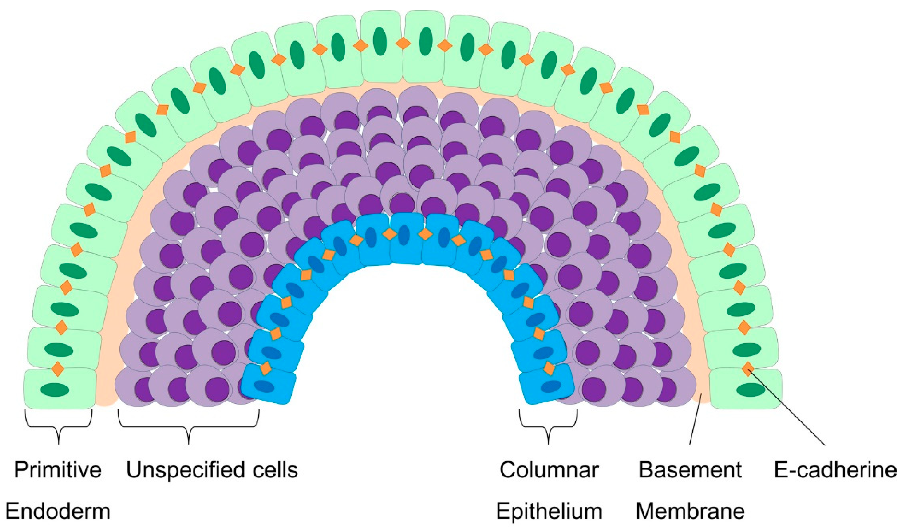 Cells 09 02270 g003