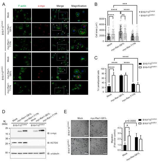 K+ Channel Tetramerization Domain 5 (KCTD5) Protein Regulates Cell ...