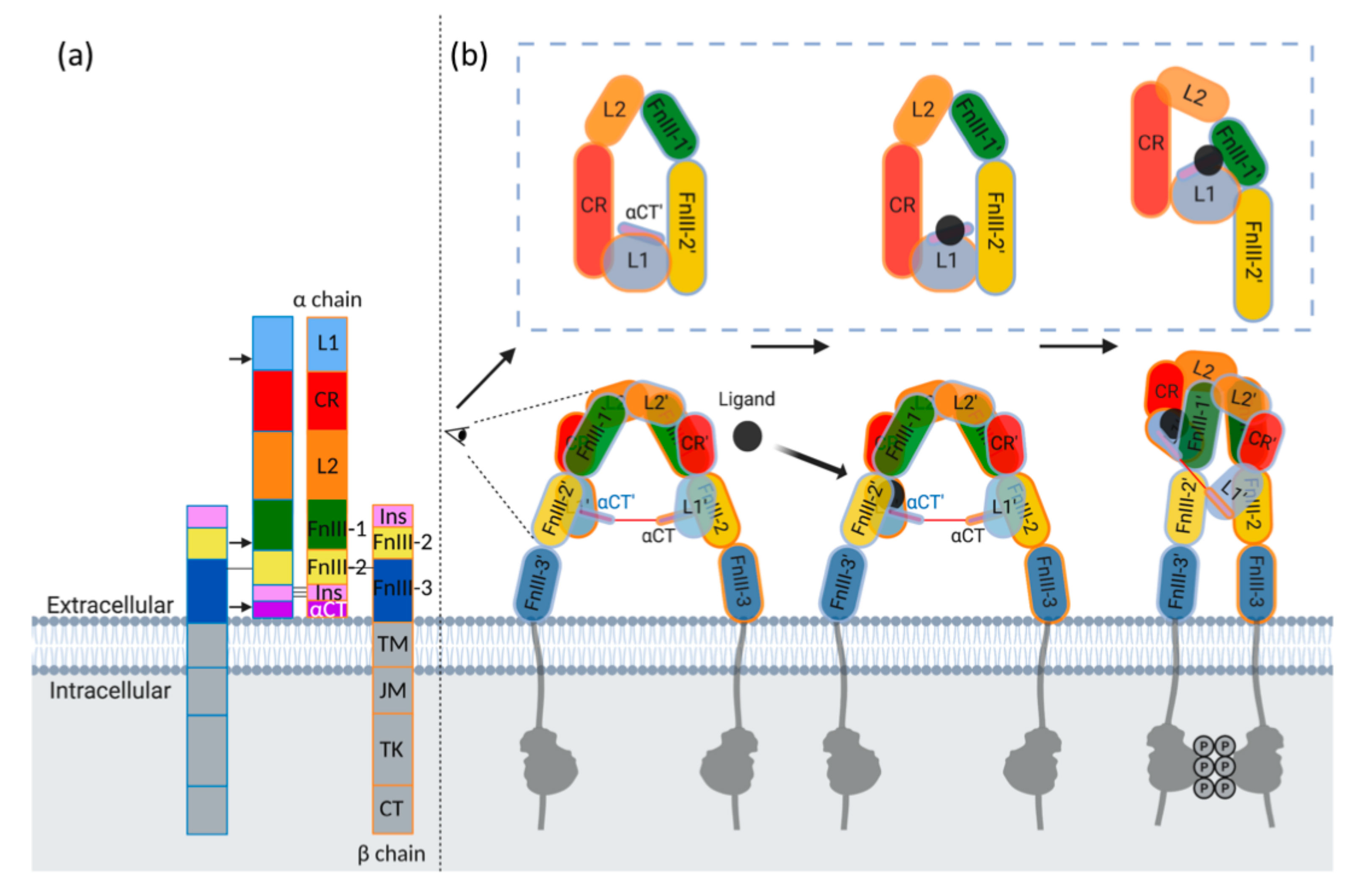 Cells 09 02276 g003 Cells 09 02276 g003