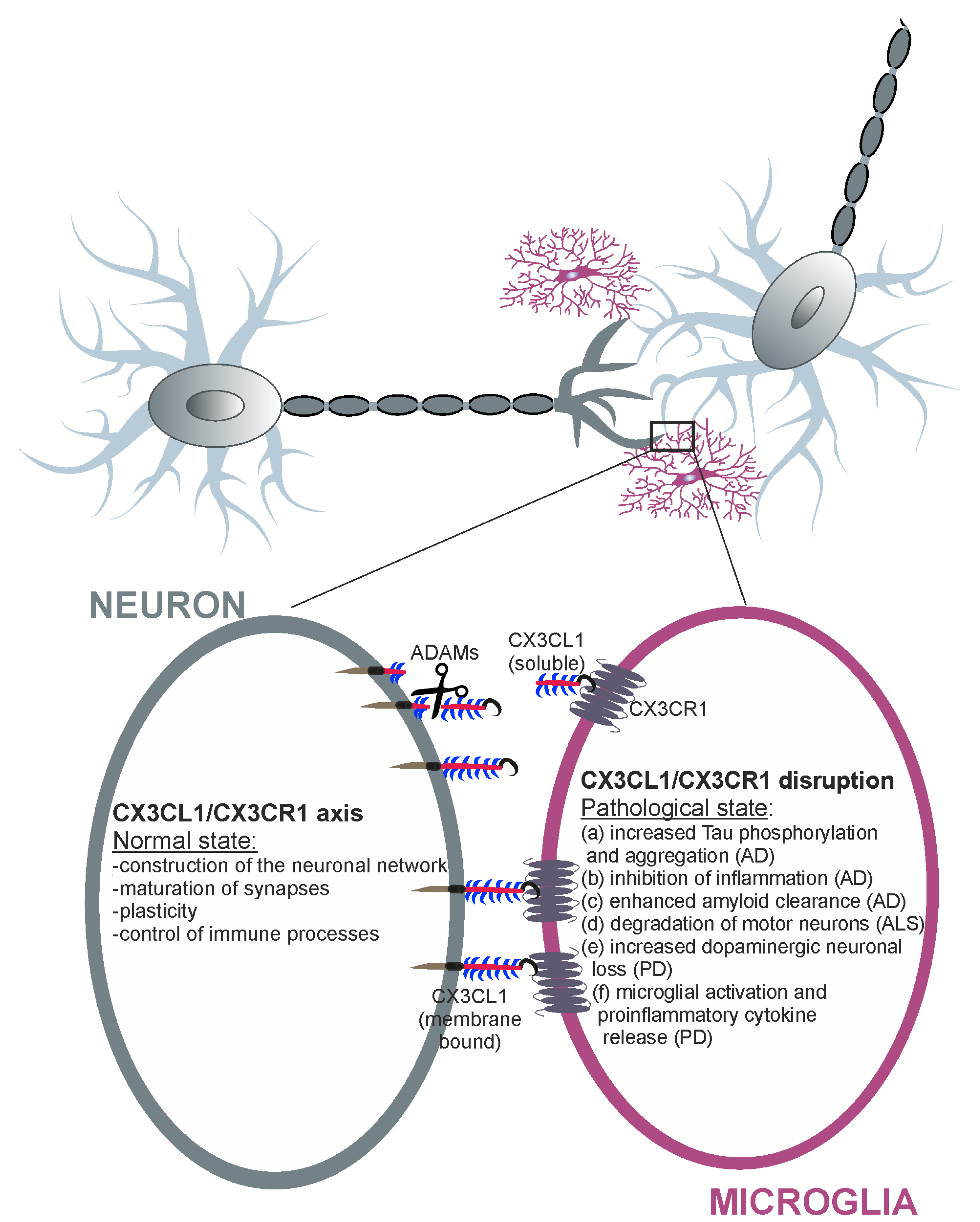Cells 09 02277 g002 Cells 09 02277 g002