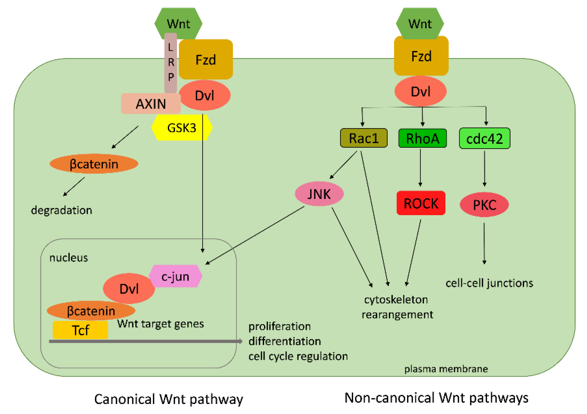Cells 09 02279 g012 Cells 09 02279 g012