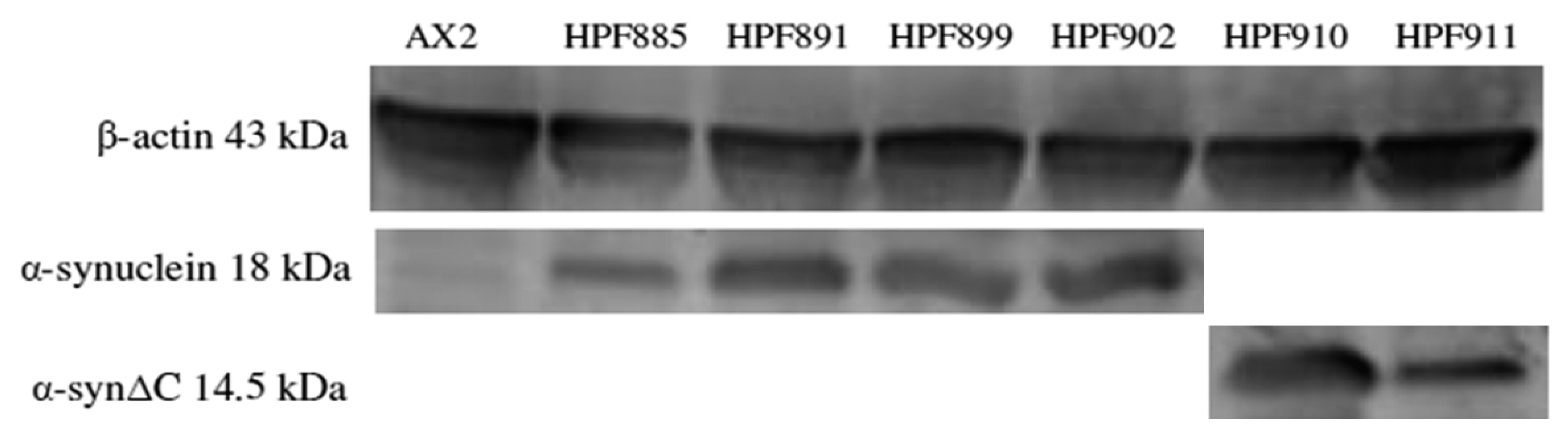 Cells 09 02289 g001 Cells 09 02289 g001