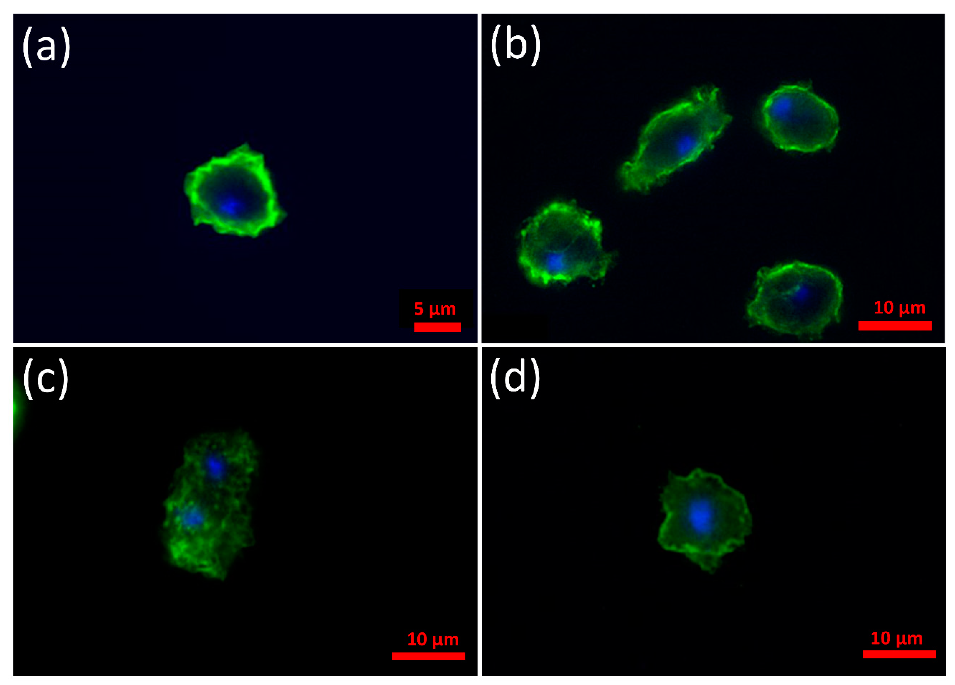 Cells 09 02289 g002 Cells 09 02289 g002