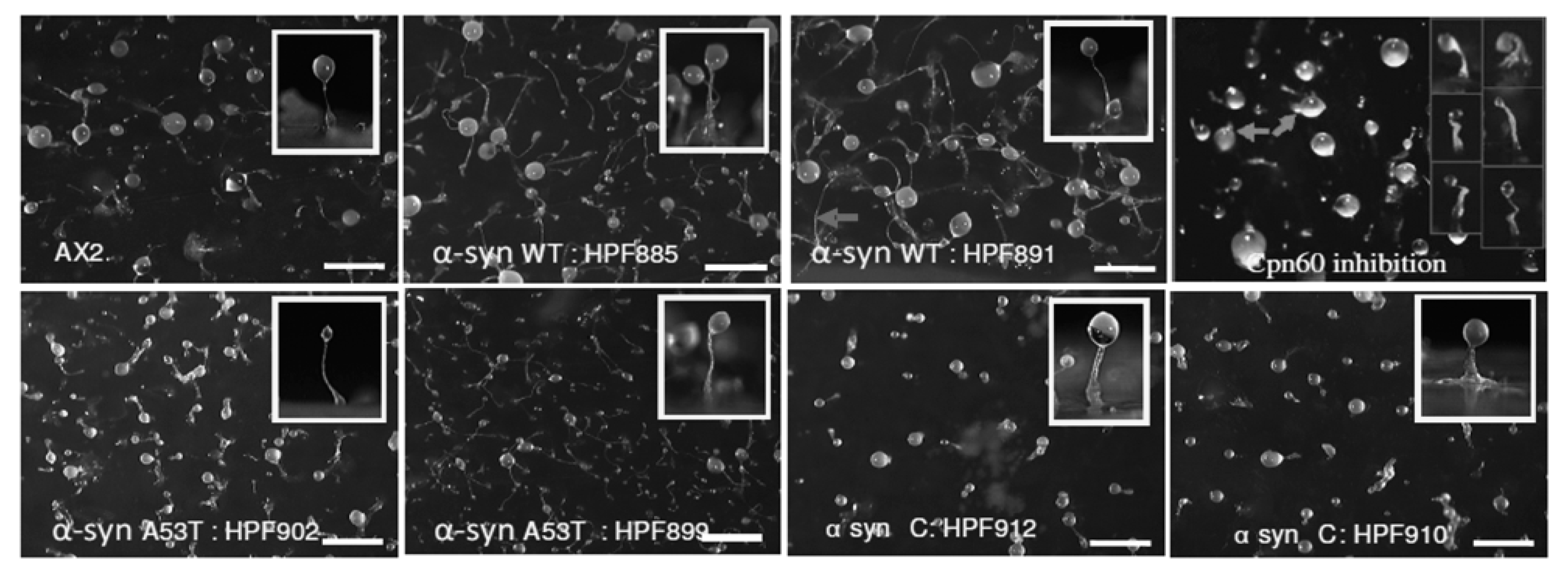 Cells 09 02289 g004 Cells 09 02289 g004
