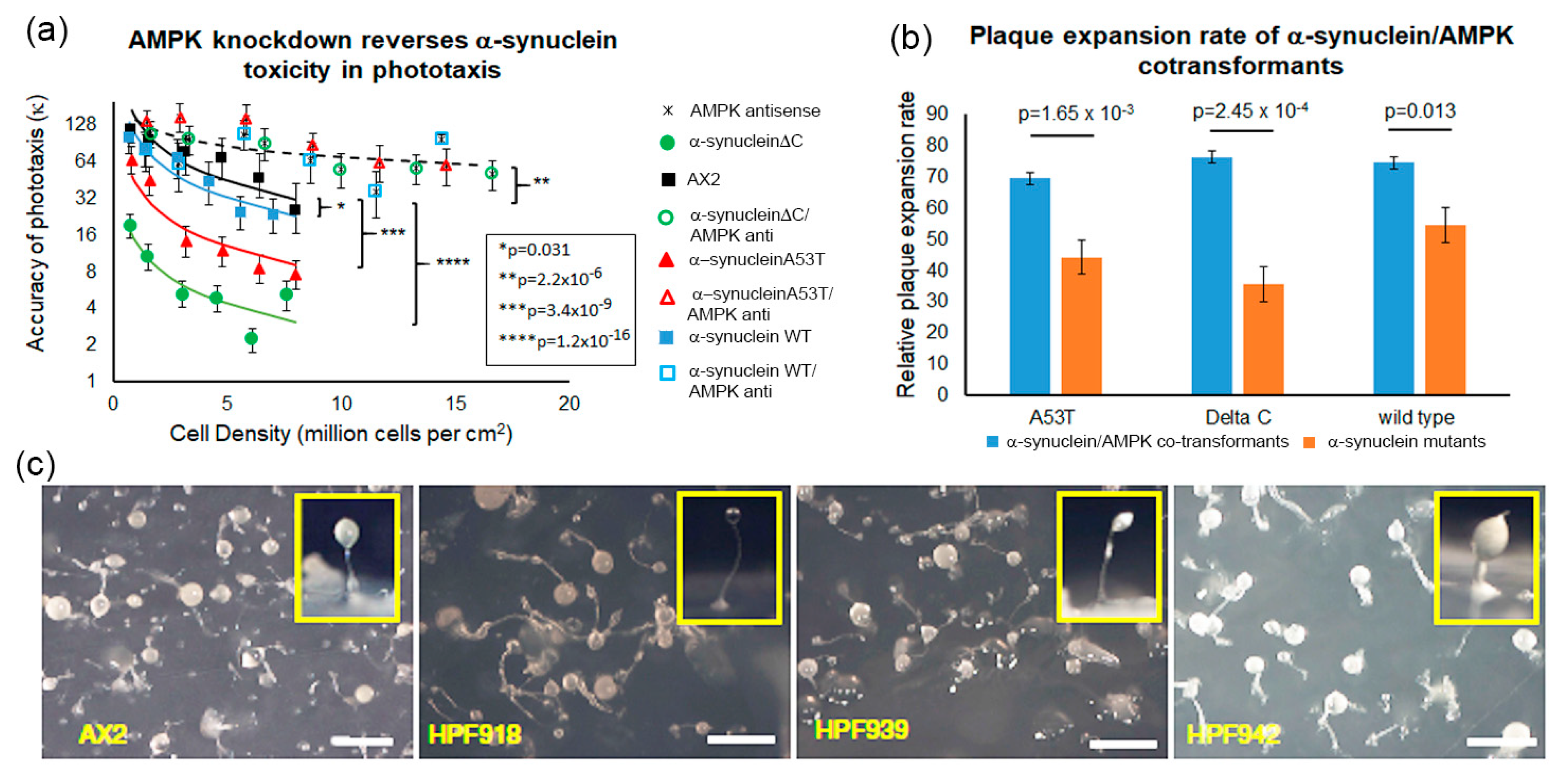 Cells 09 02289 g007 Cells 09 02289 g007