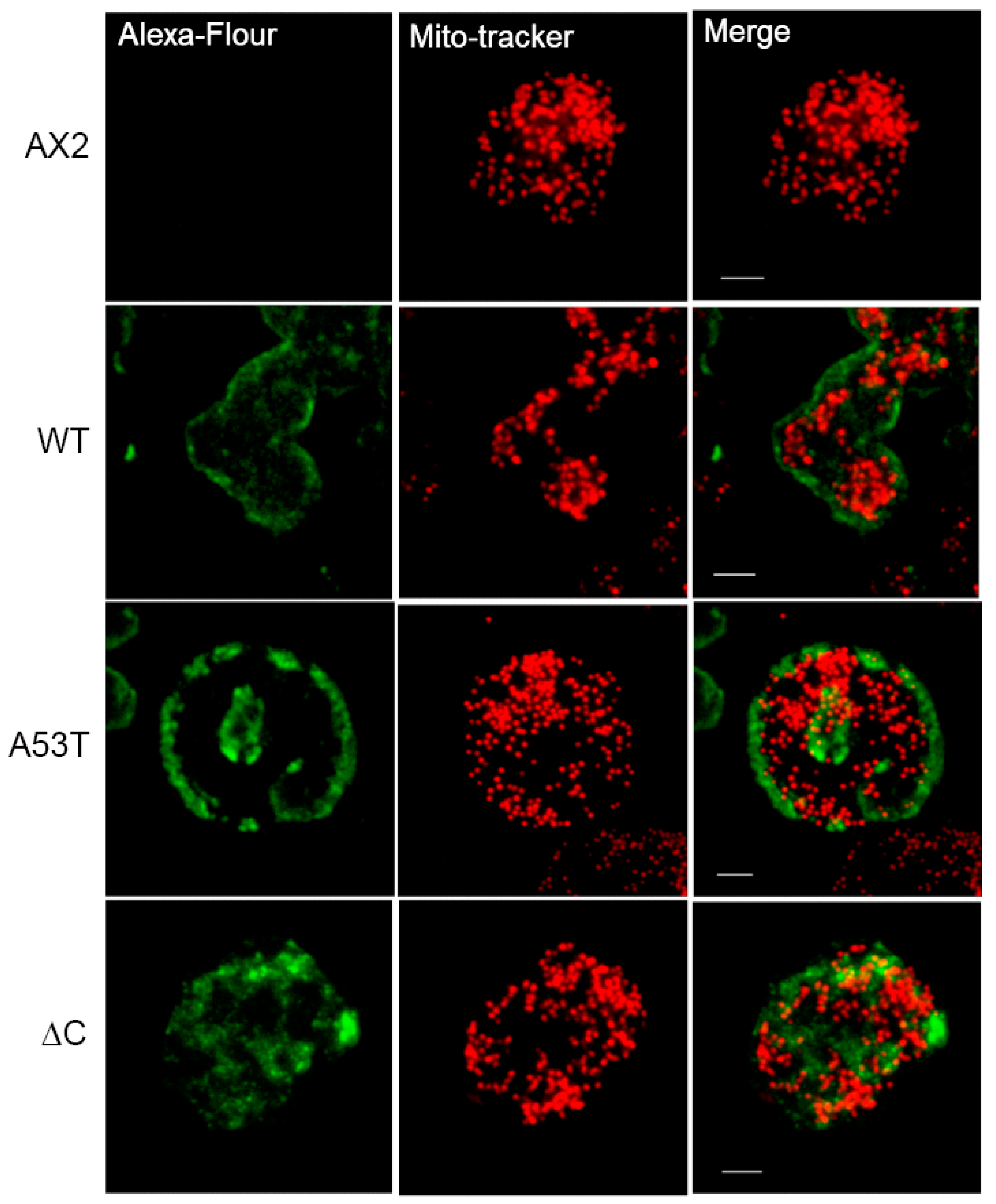 Cells 09 02289 g0a1 Cells 09 02289 g0a1