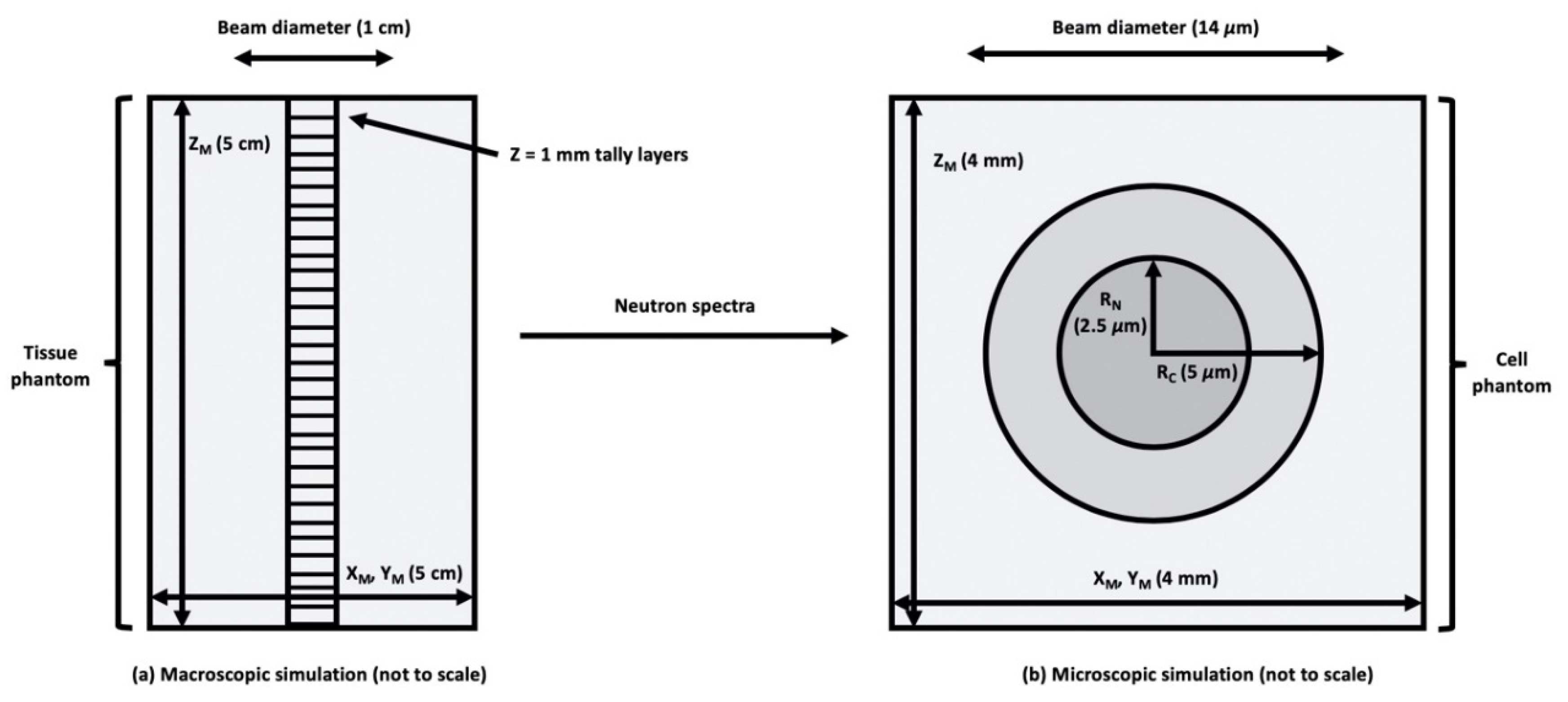 Cells 09 02302 g001 Cells 09 02302 g001