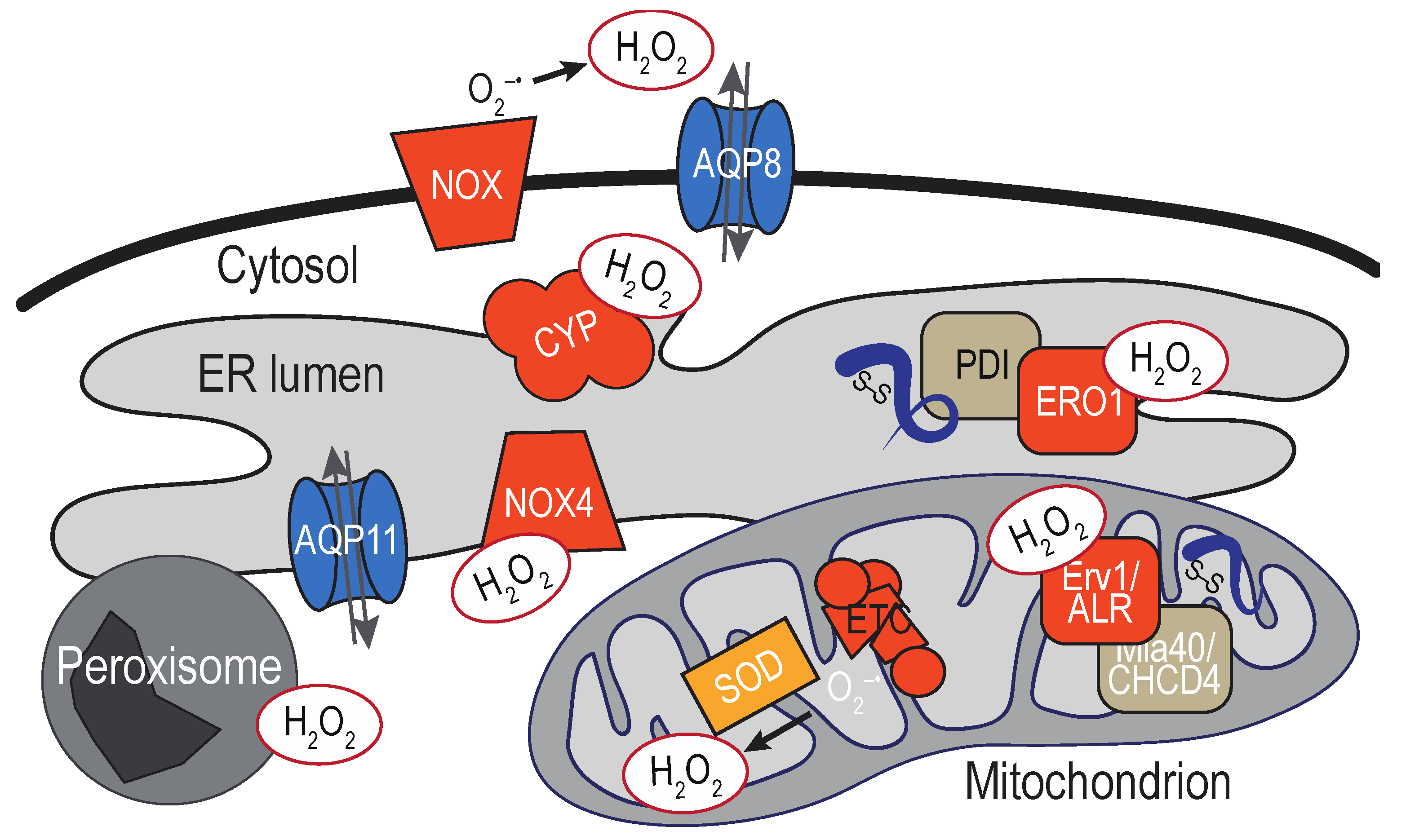 Cells 09 02314 g003