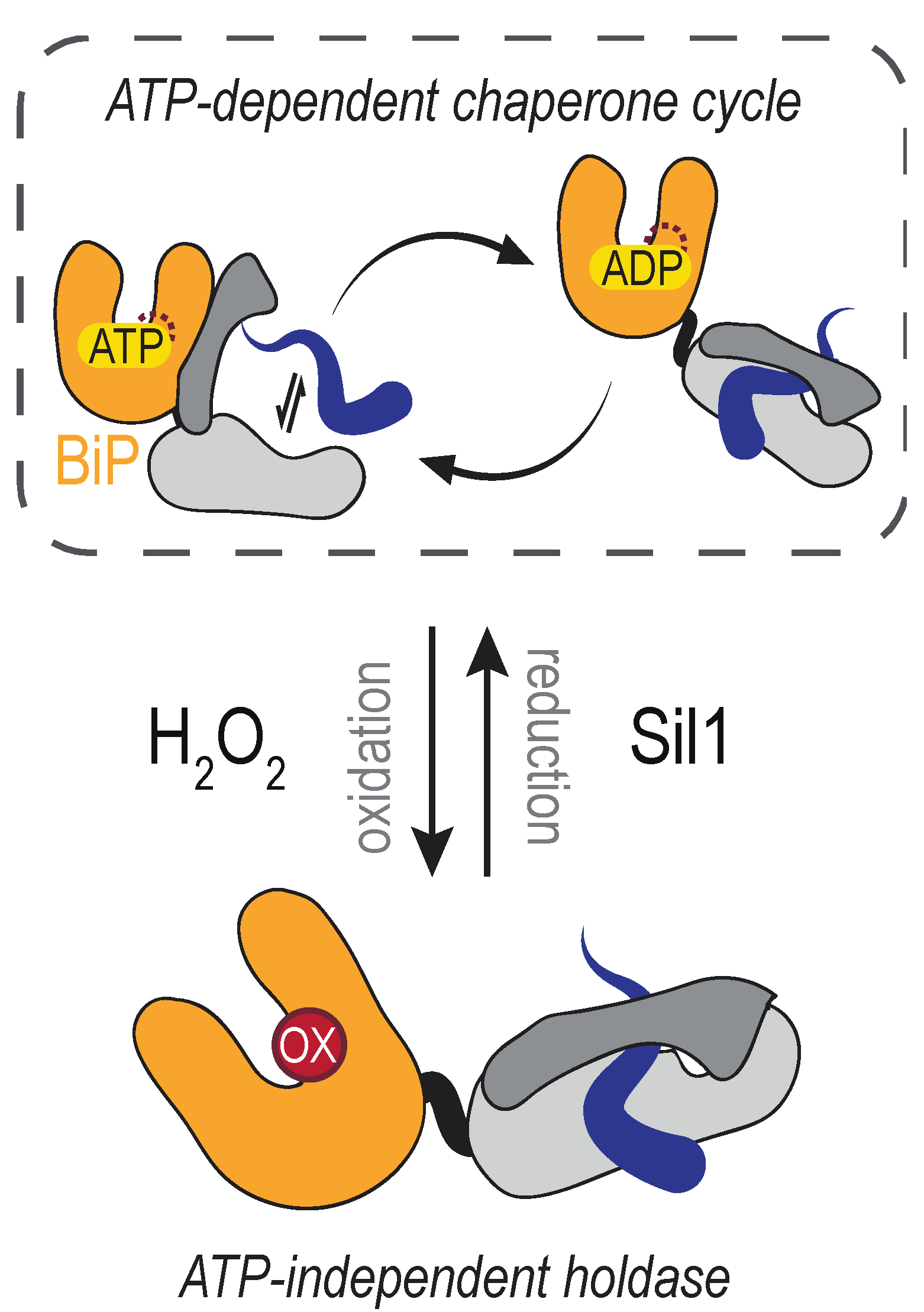 Cells 09 02314 g004