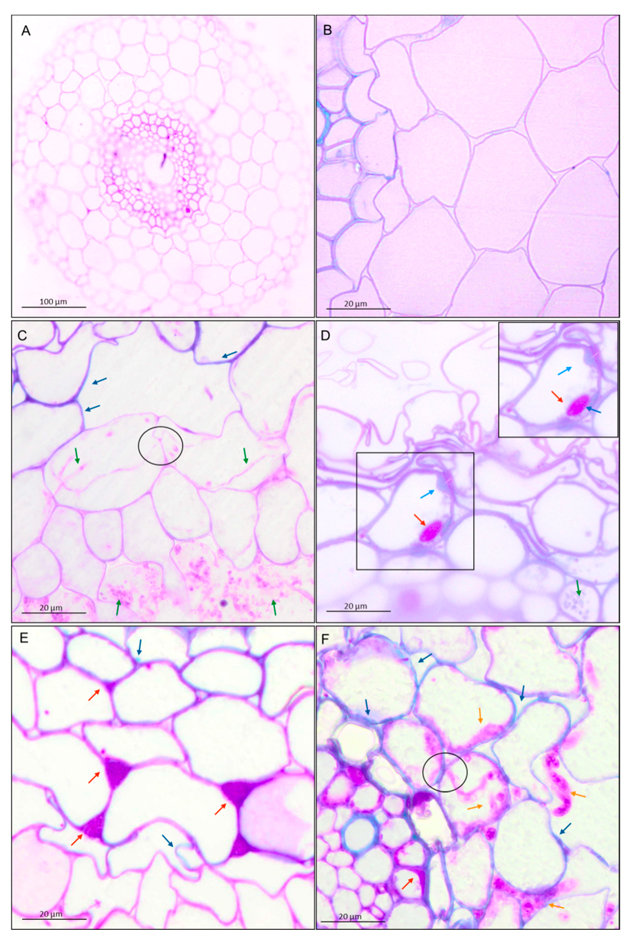 Cells 09 02319 g006