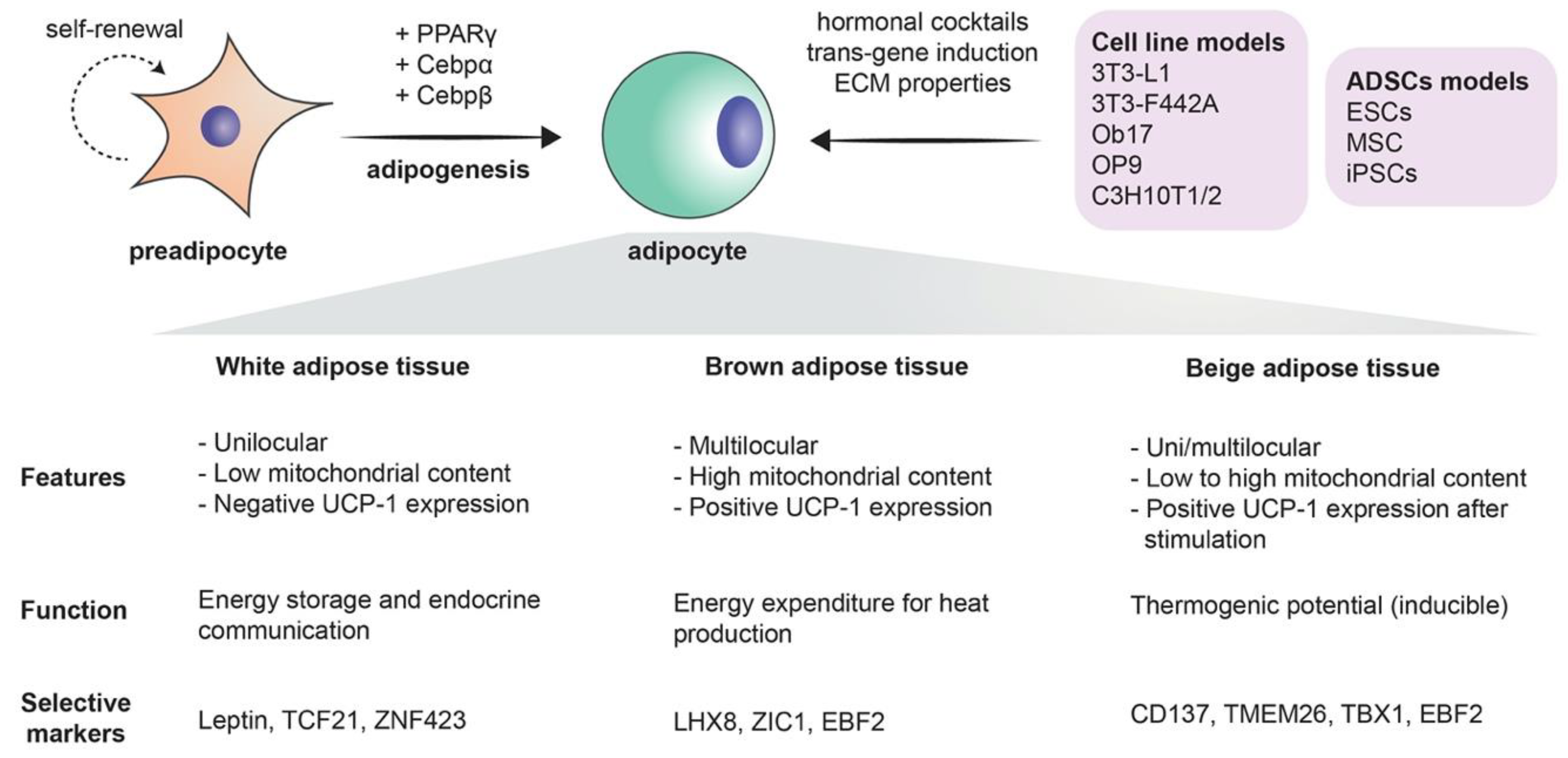 Cells 09 02326 g001 Cells 09 02326 g001