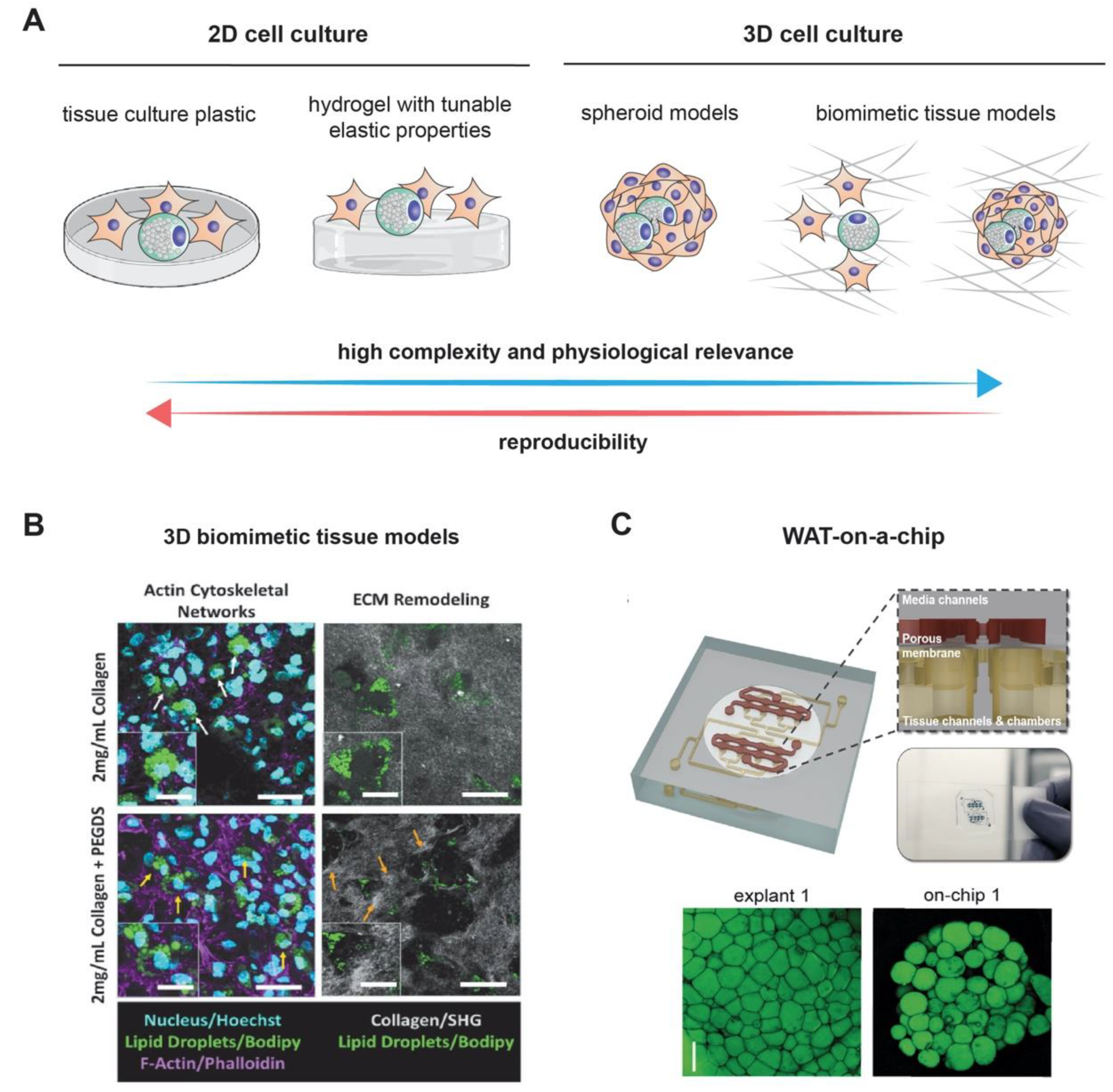 Cells 09 02326 g002 Cells 09 02326 g002