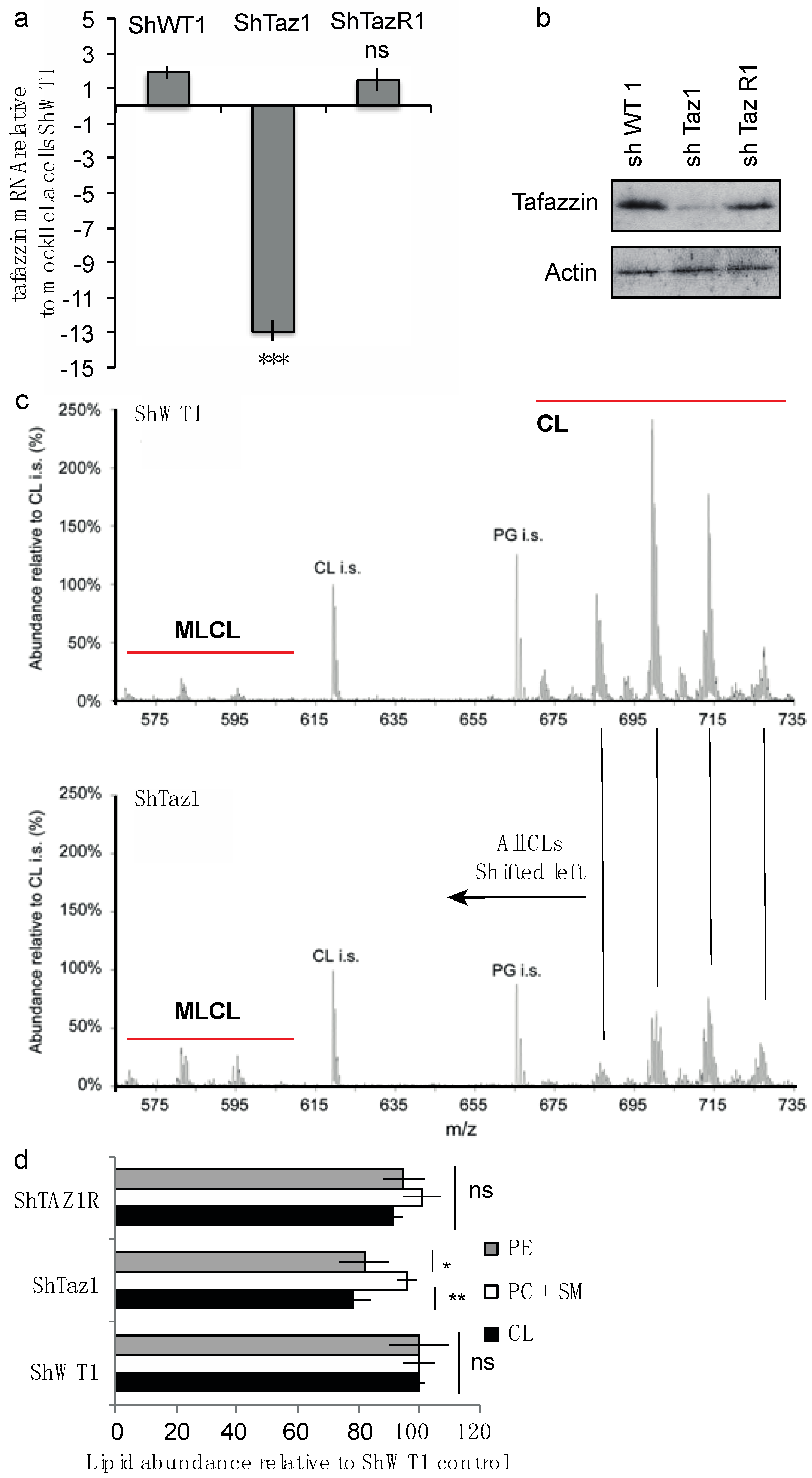 Cells Free Full Text Tafazzin Mutation Affecting Cardiolipin Leads To Increased Mitochondrial Superoxide Anions And Mitophagy Inhibition In Barth Syndrome Html