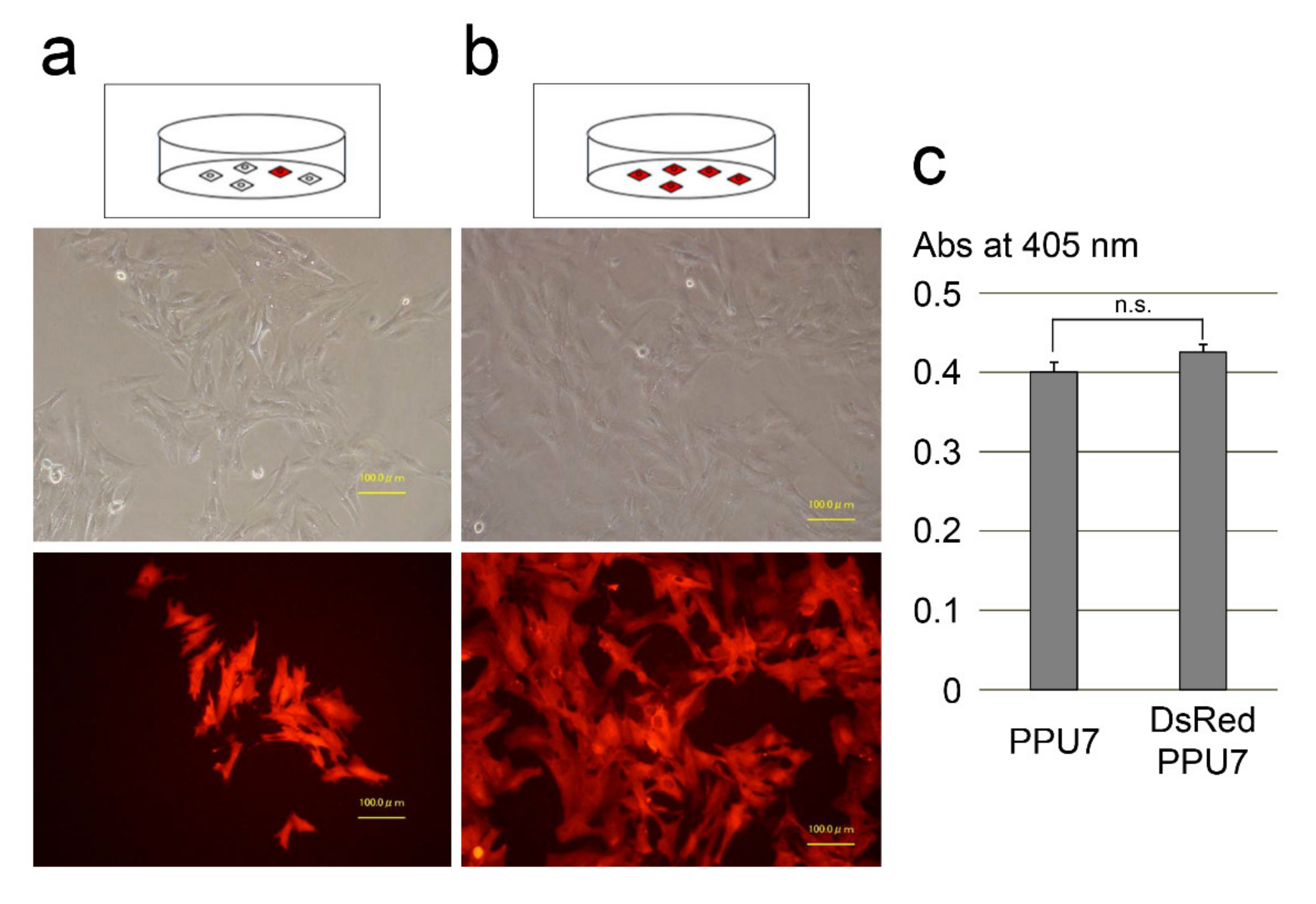 Cells 09 02336 g001 Cells 09 02336 g001