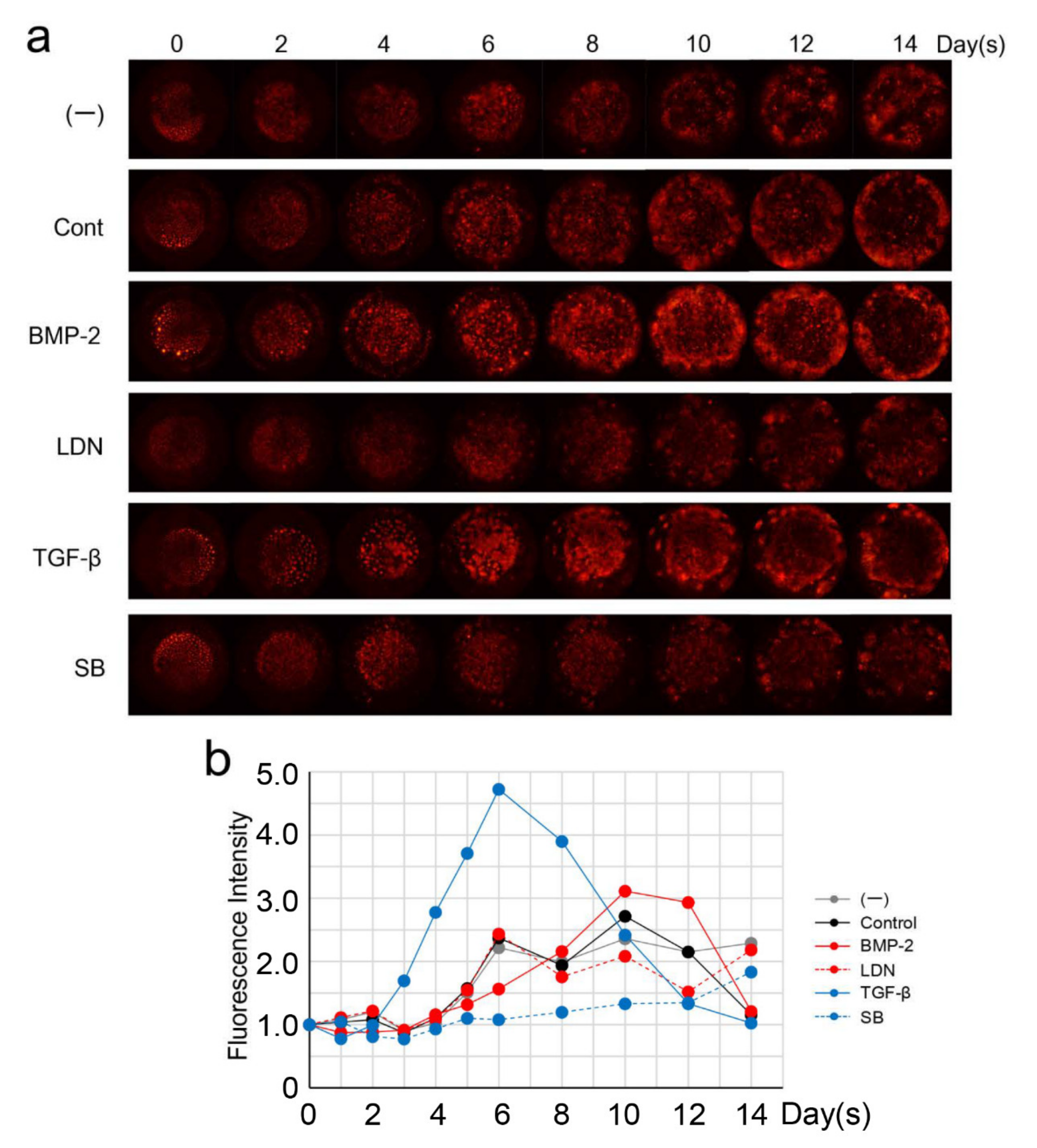Cells 09 02336 g006 Cells 09 02336 g006