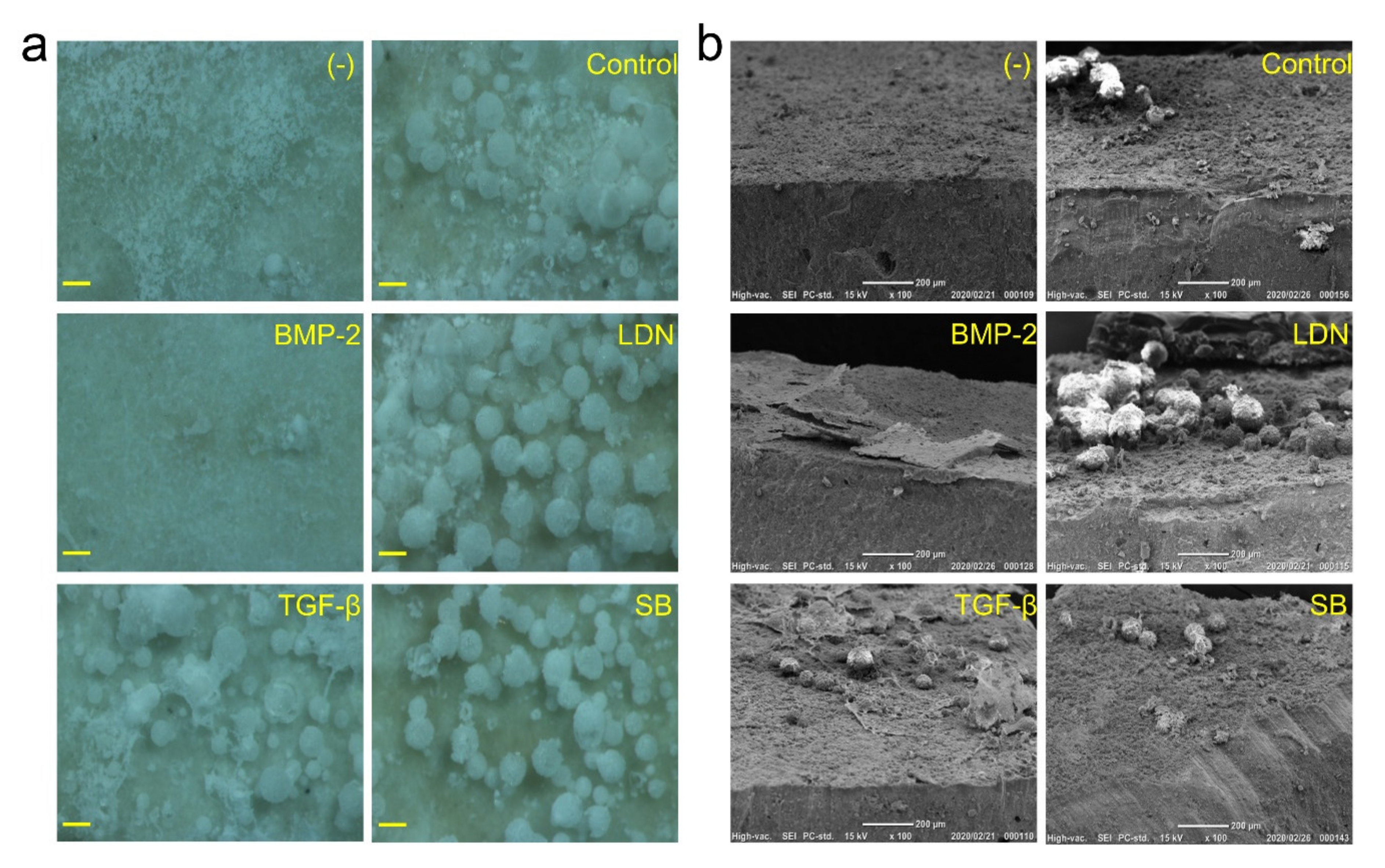 Cells 09 02336 g008 Cells 09 02336 g008