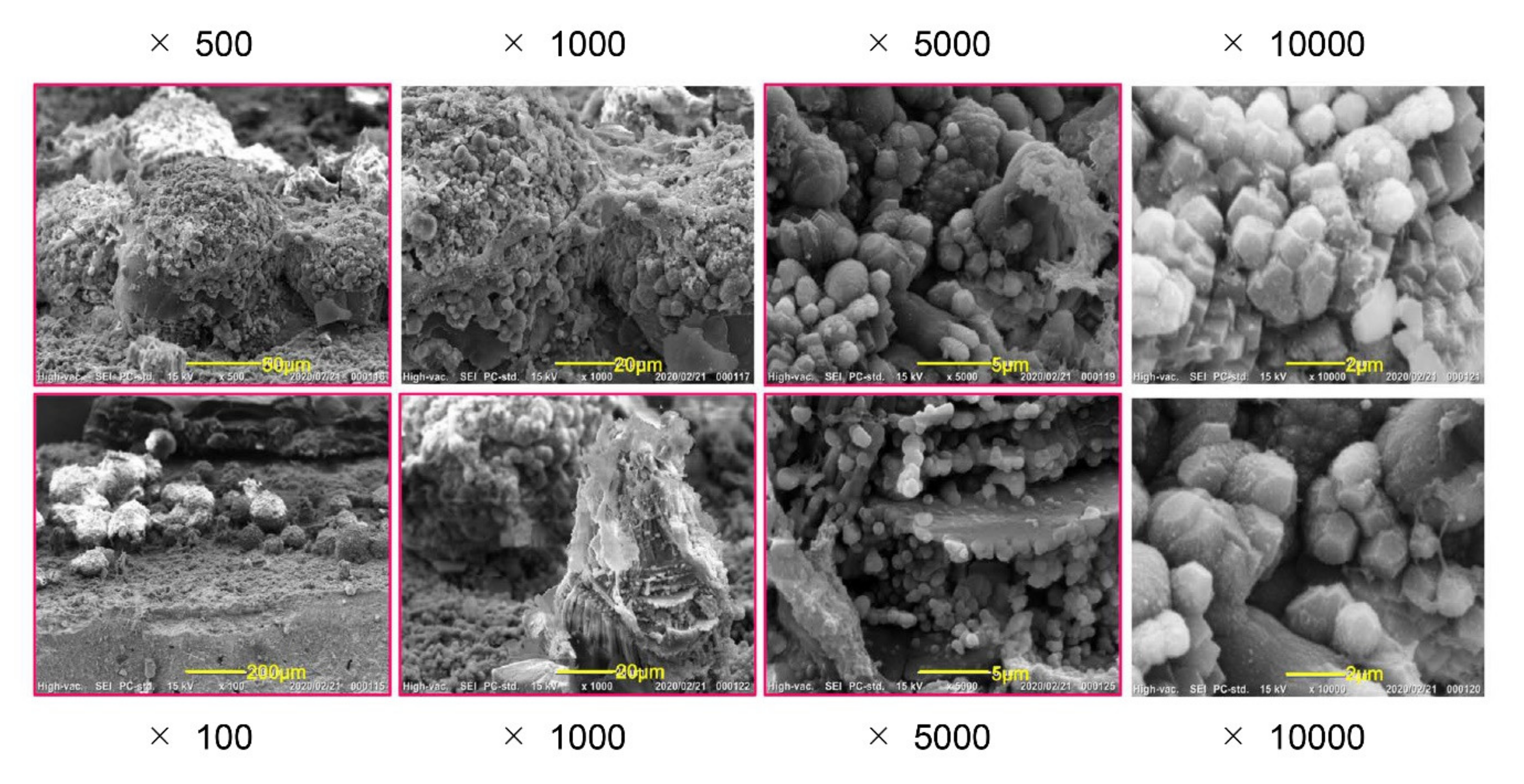 Cells 09 02336 g0a2 Cells 09 02336 g0a2