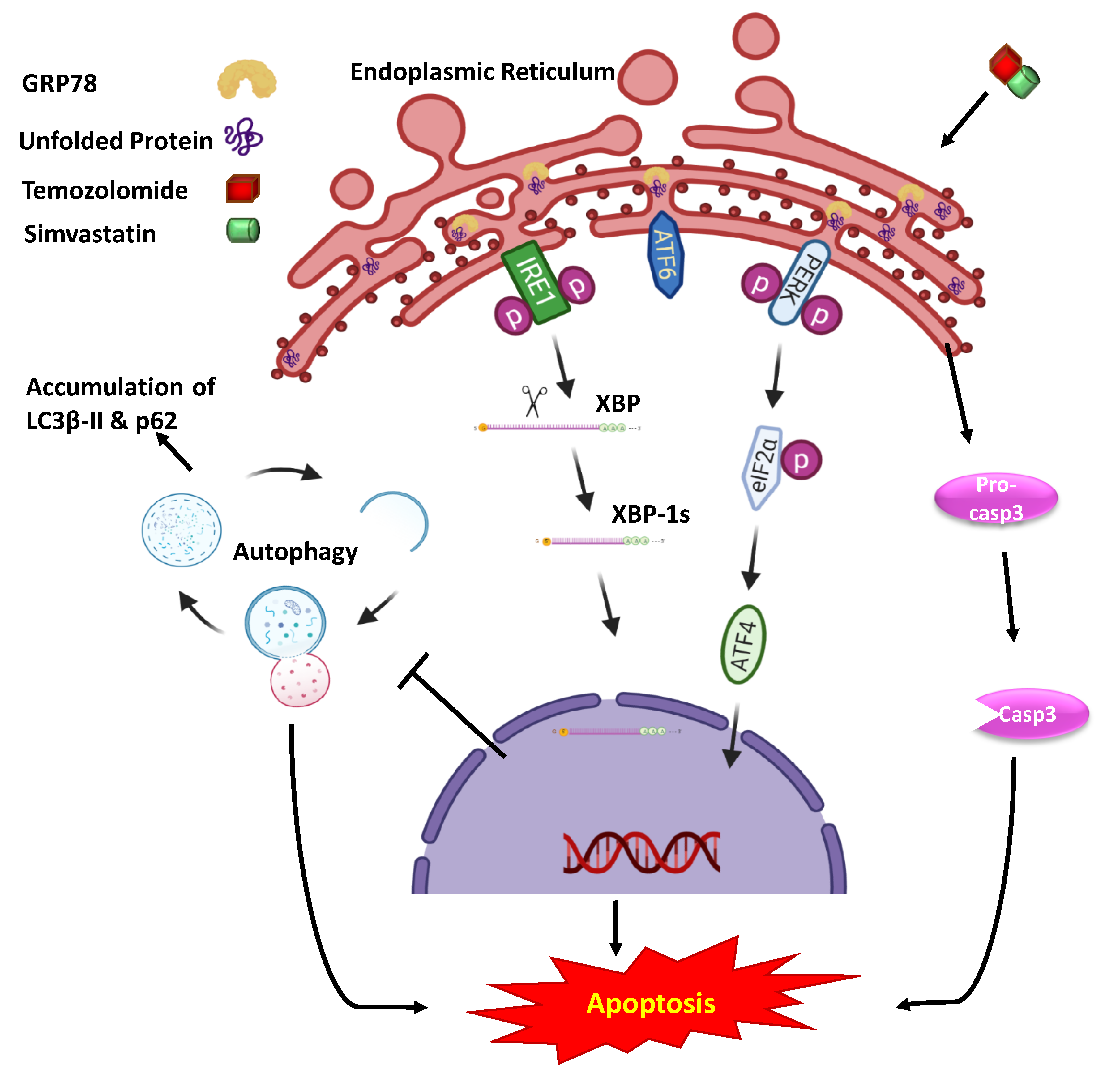 Cells 09 02339 sch001 Cells 09 02339 sch001