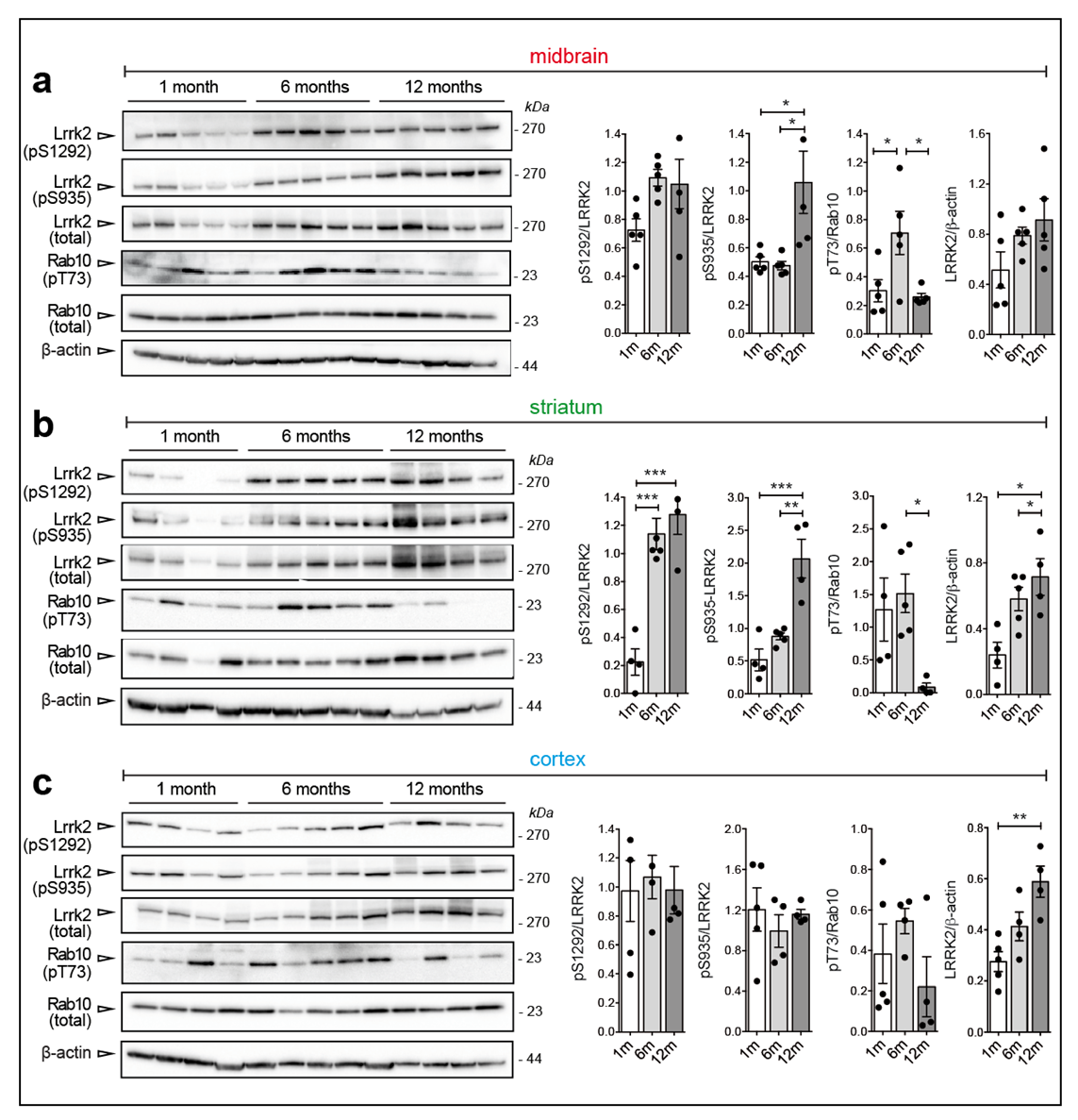 Cells 09 02344 g004 Cells 09 02344 g004