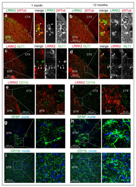 Cells 09 02344 g005 Cells 09 02344 g005