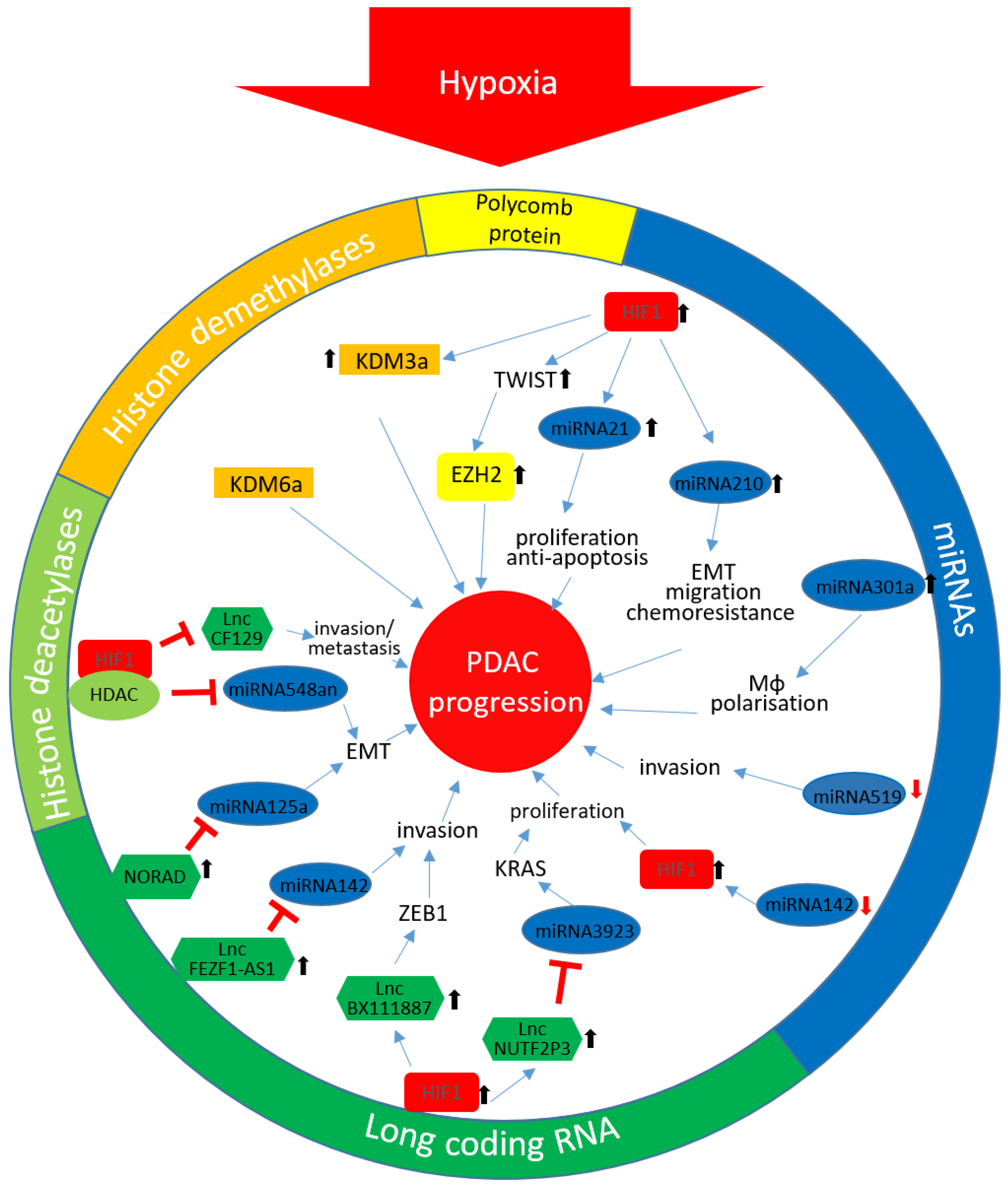 Cells 09 02353 g001 Cells 09 02353 g001