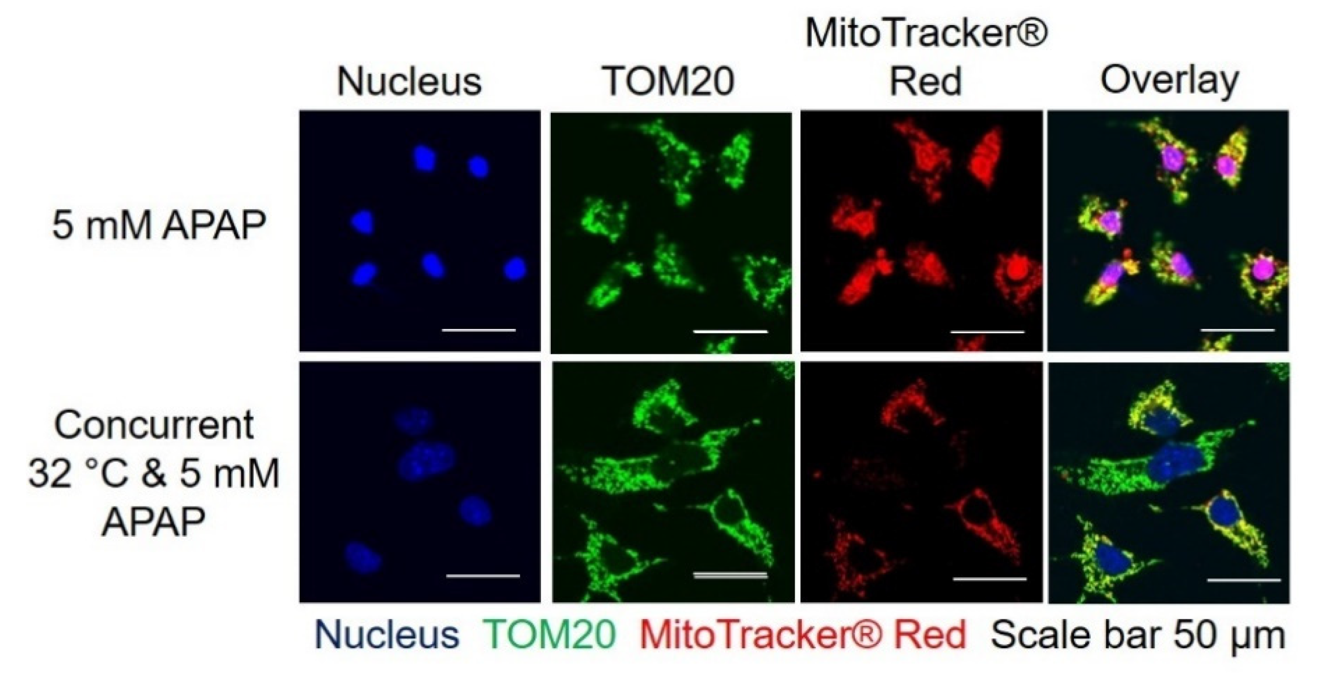 Cells 09 02354 g003 Cells 09 02354 g003