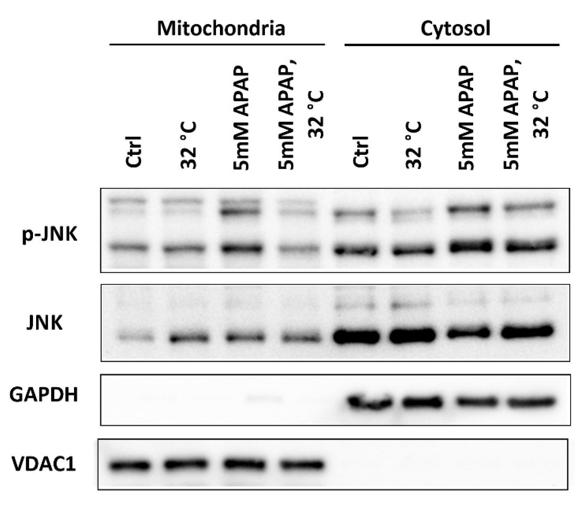 Cells 09 02354 g005 Cells 09 02354 g005