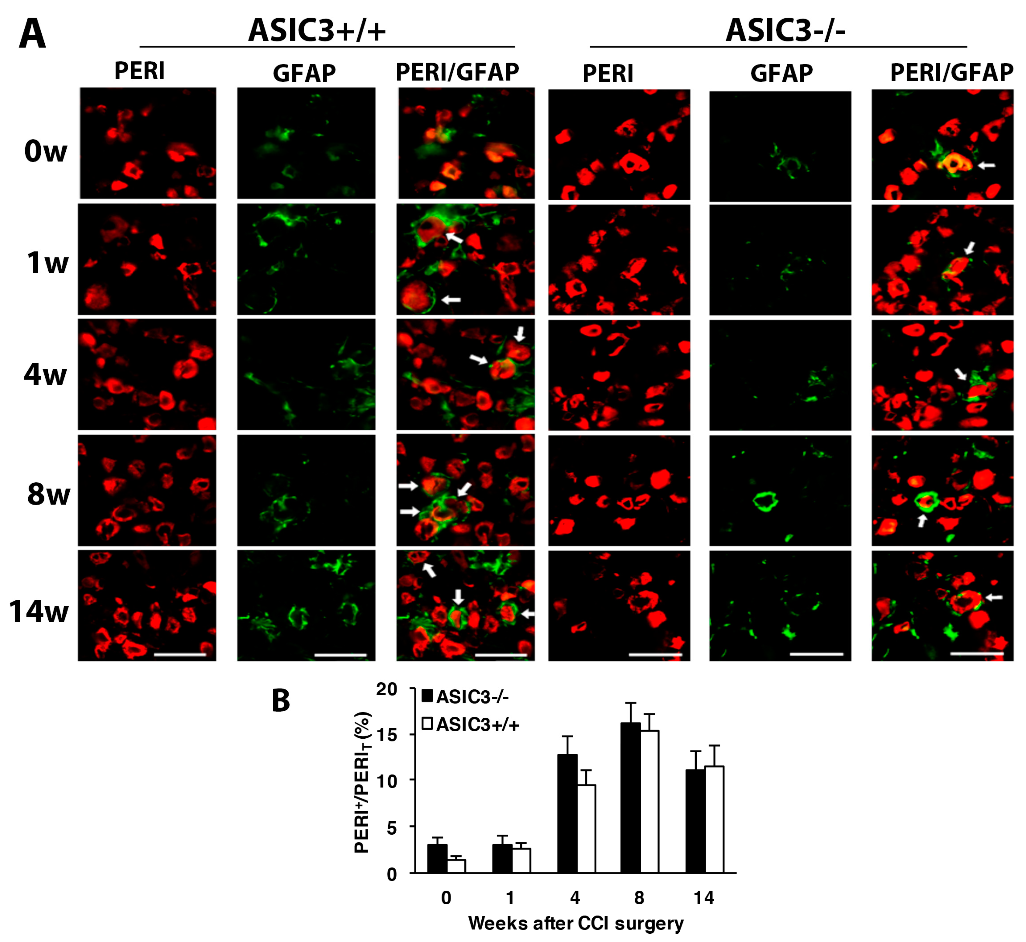 Cells 09 02355 g007 Cells 09 02355 g007