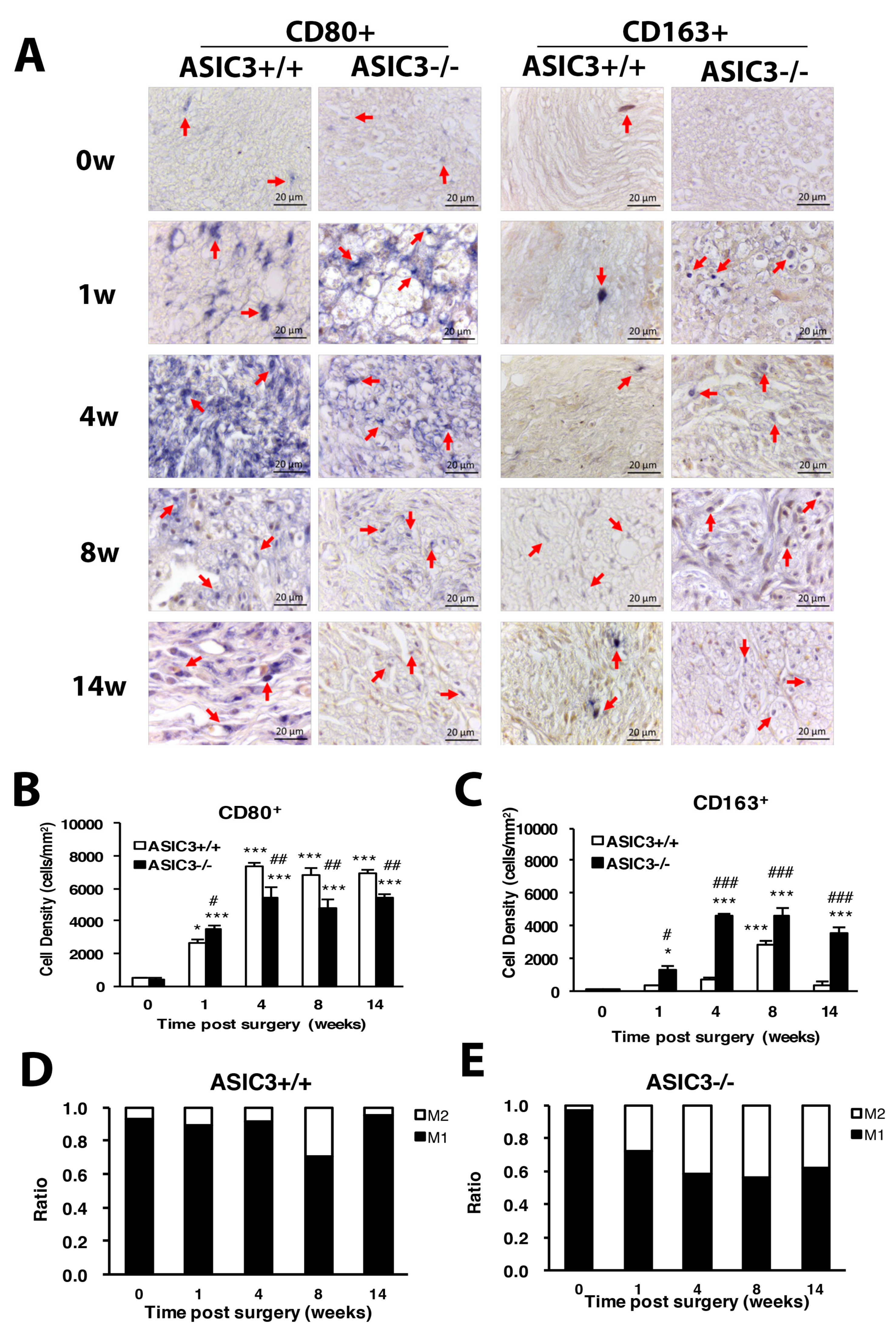 Cells 09 02355 g009 Cells 09 02355 g009
