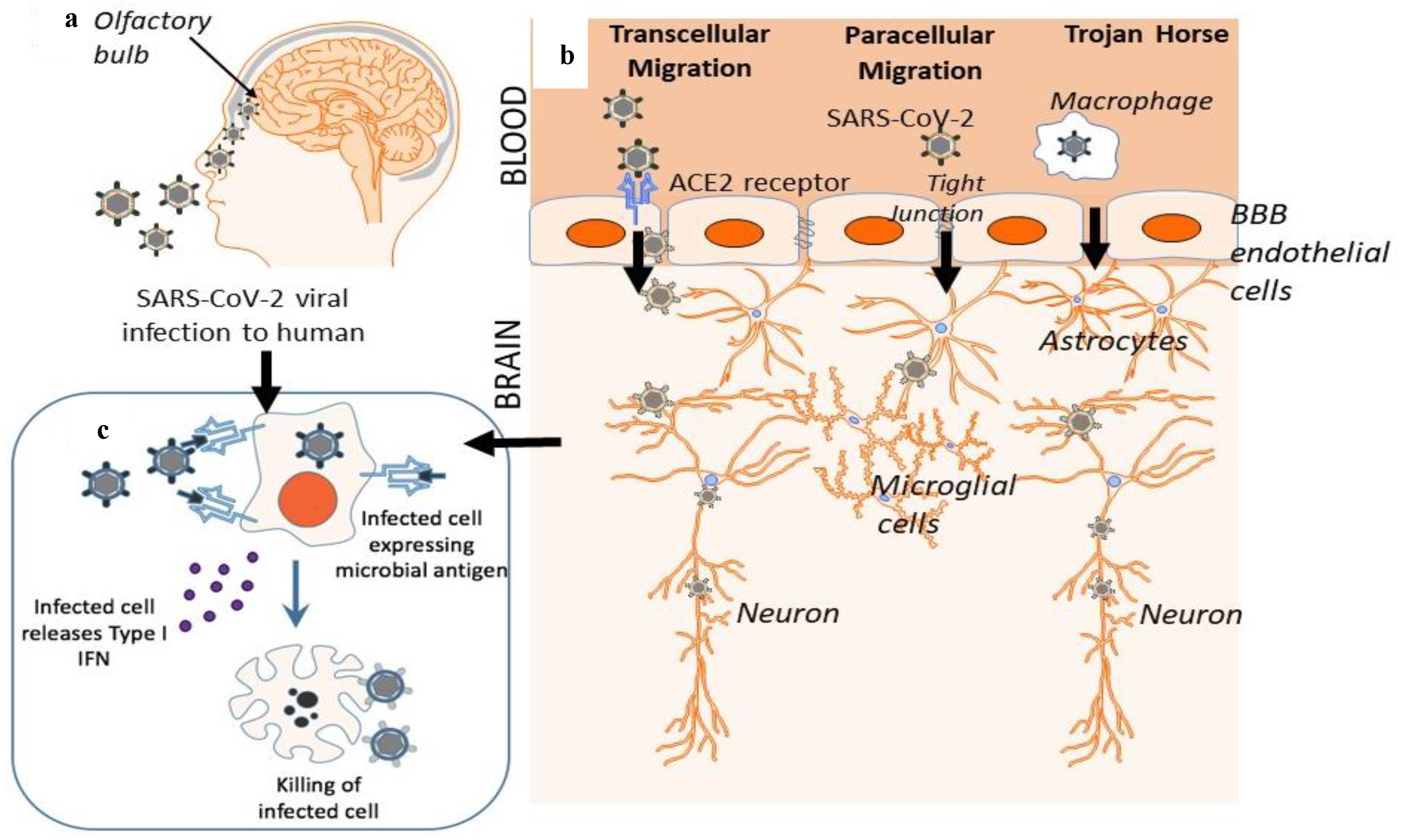 COVID-19 May Also Invade the Central Nervous System, Cause Neurological Illnesses