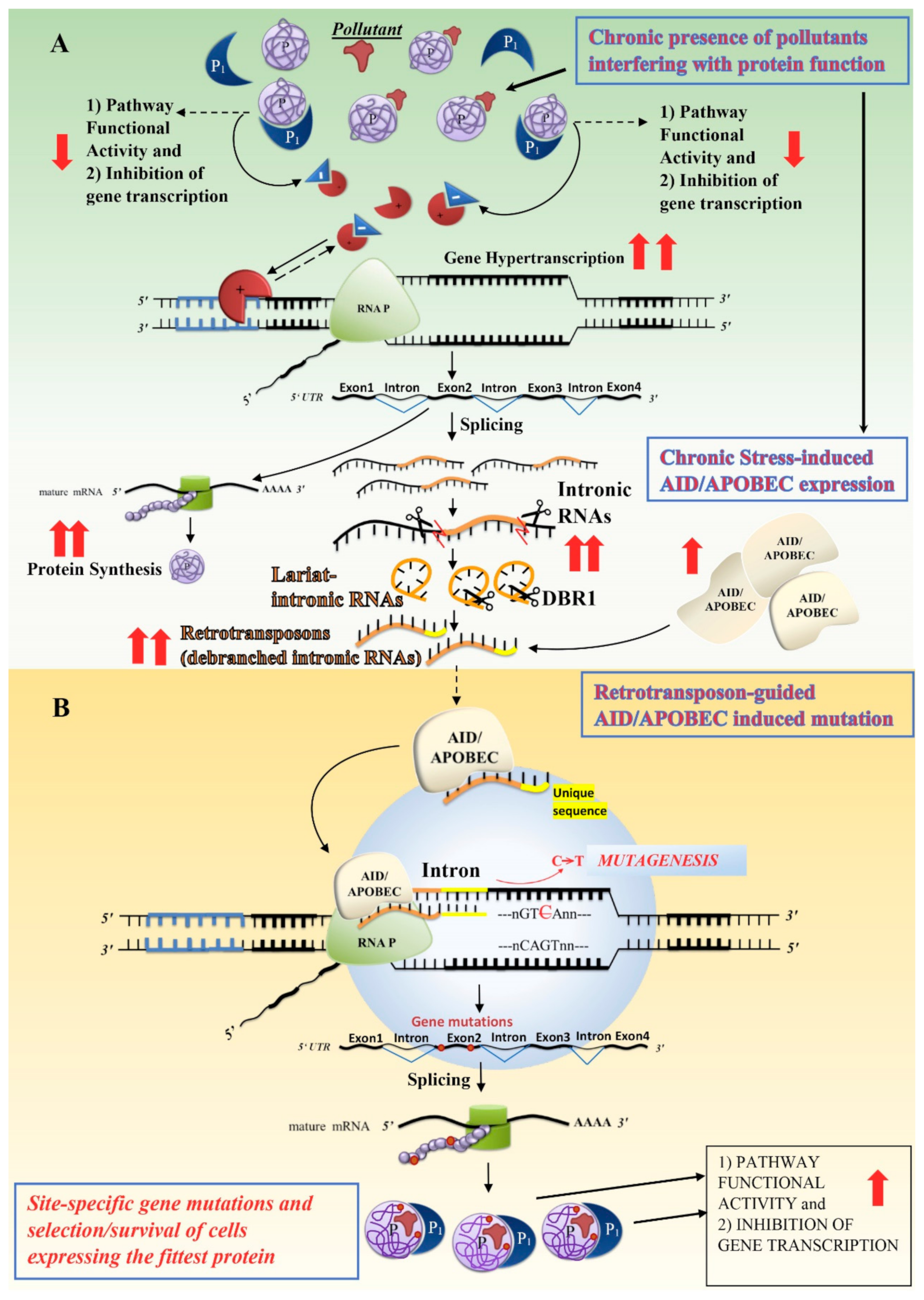 Cells 09 02362 g003 Cells 09 02362 g003