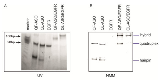 核酸ゼリーADVANCE Ⅲ  DNA＋RNA 4箱 kiyose-store_20221030-10