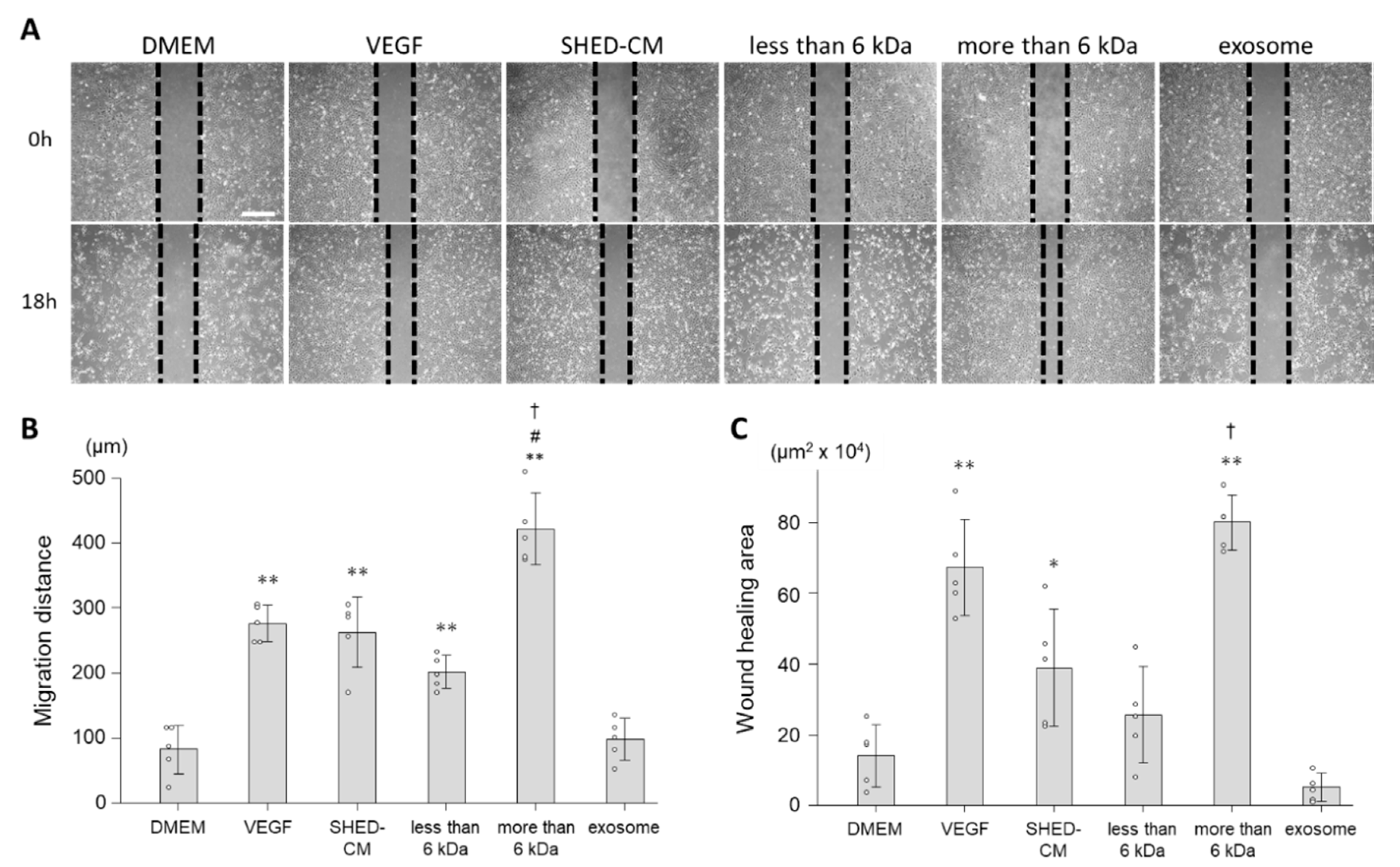 Cells 09 02385 g002 Cells 09 02385 g002
