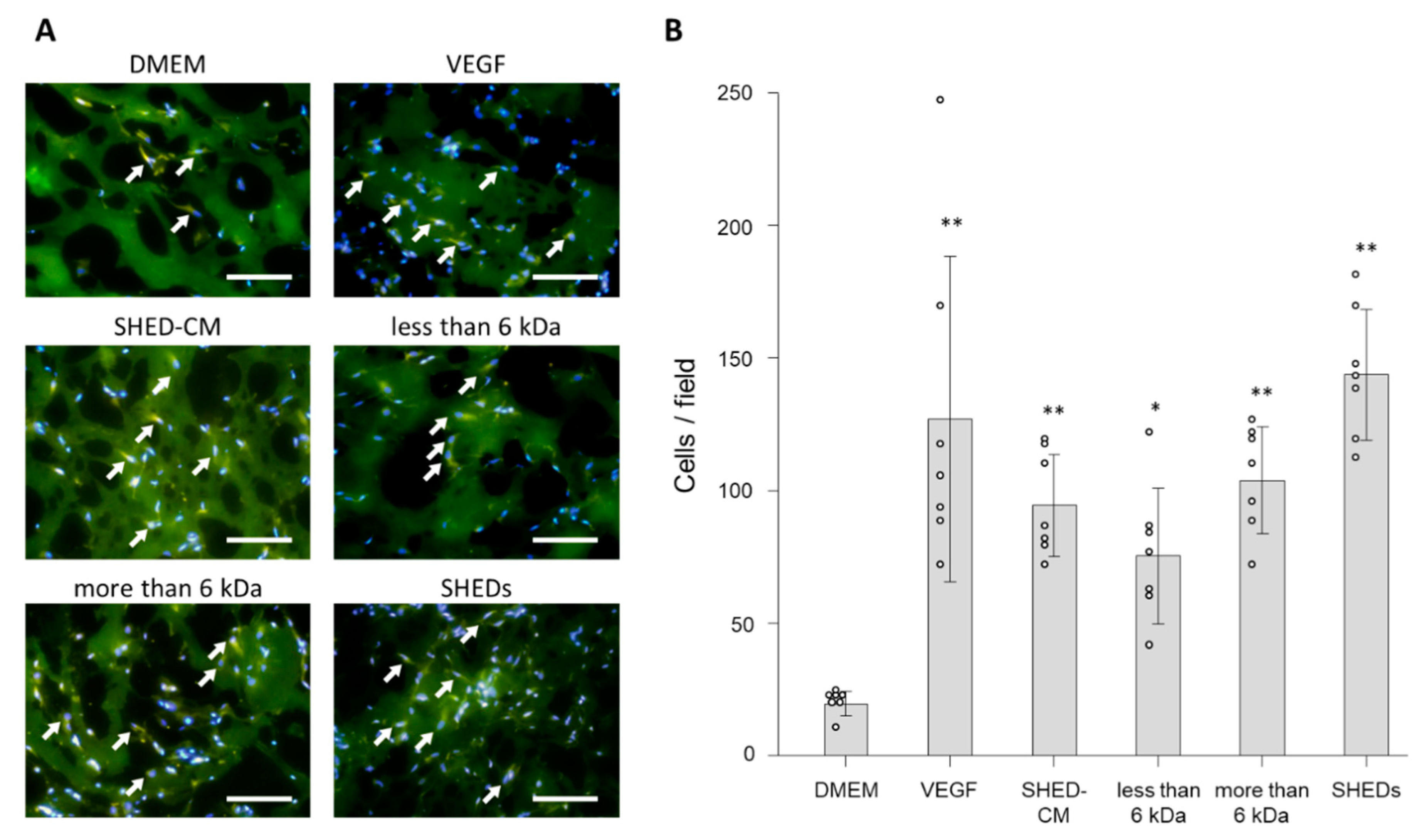 Cells 09 02385 g004 Cells 09 02385 g004