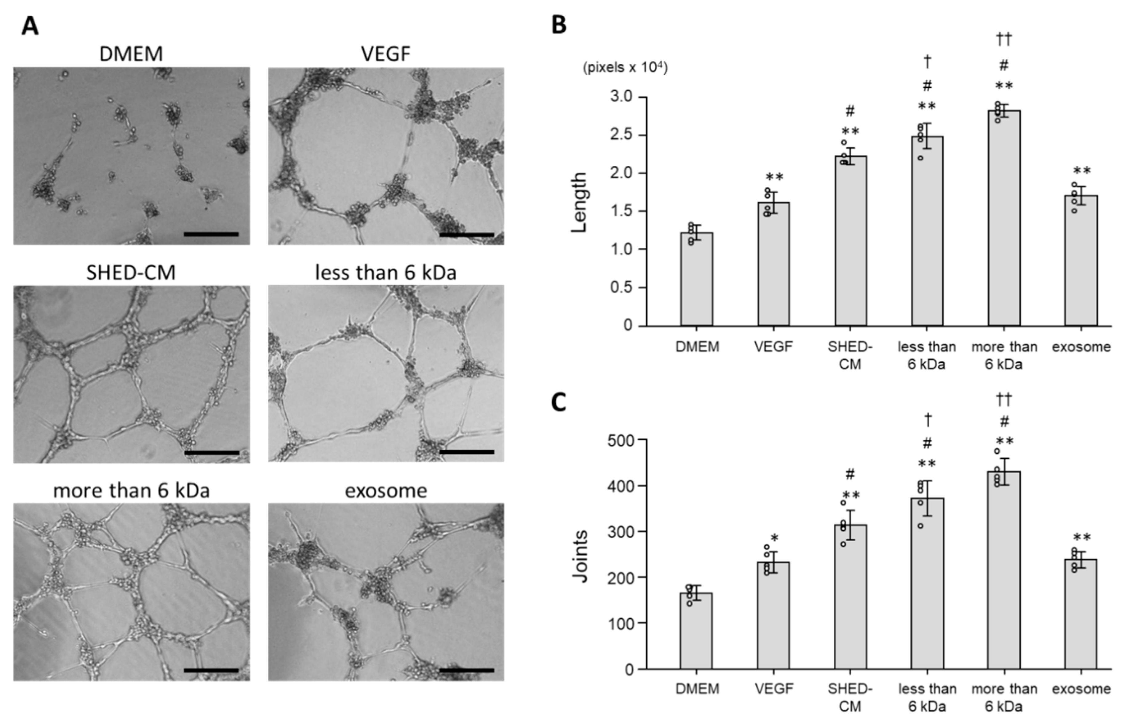 Cells 09 02385 g005 Cells 09 02385 g005
