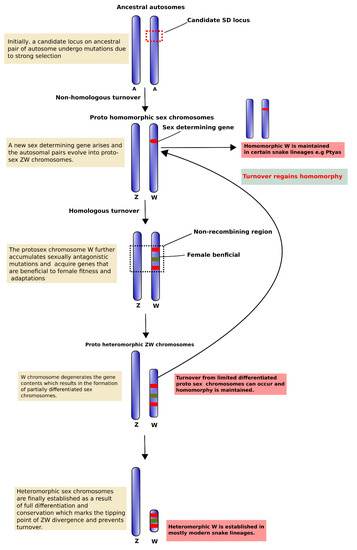 Cells Free Full Text Snake W Sex Chromosome The Shadow Of Ancestral Amniote Super Sex Chromosome Html