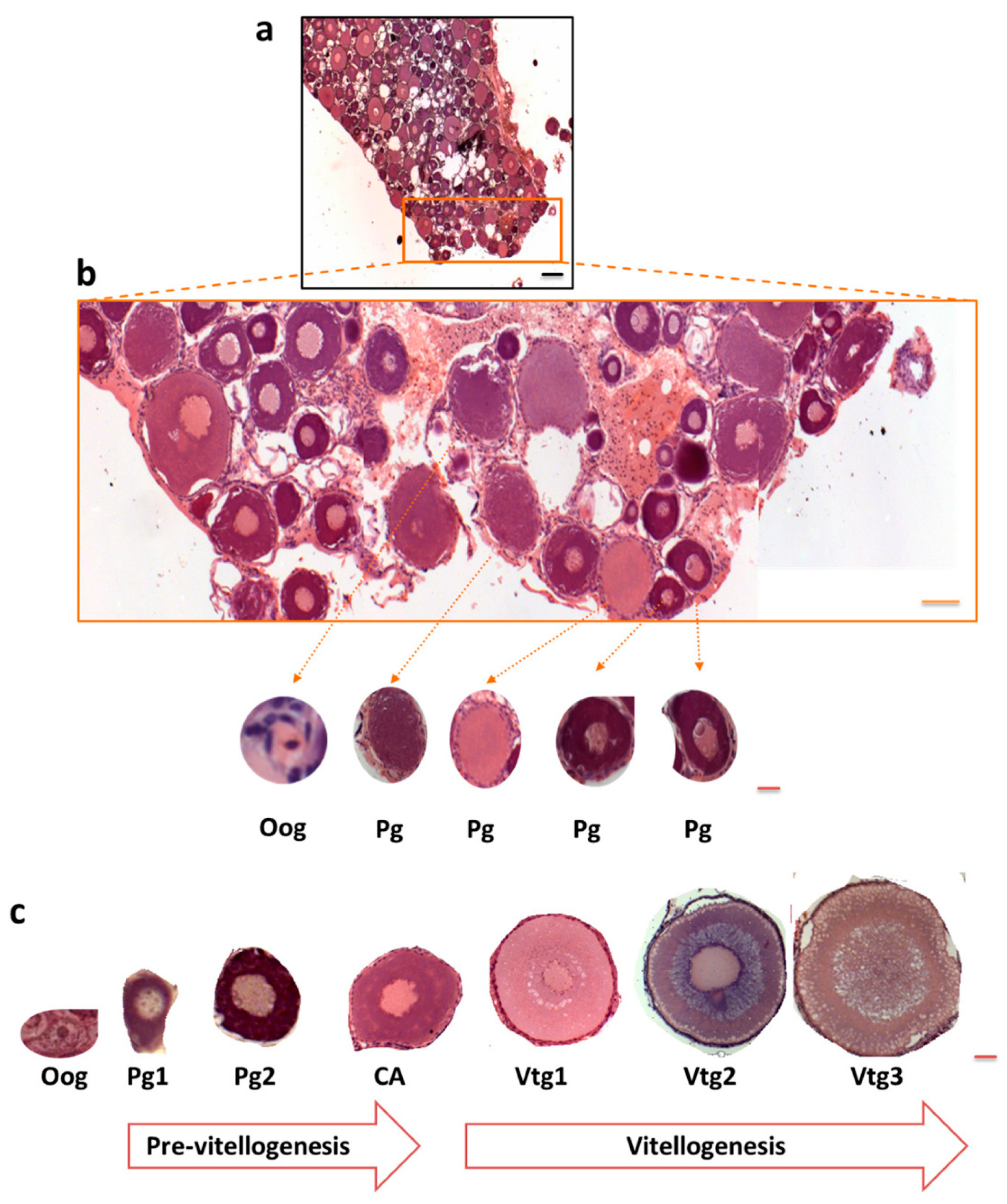 Cells 09 02391 g003 Cells 09 02391 g003