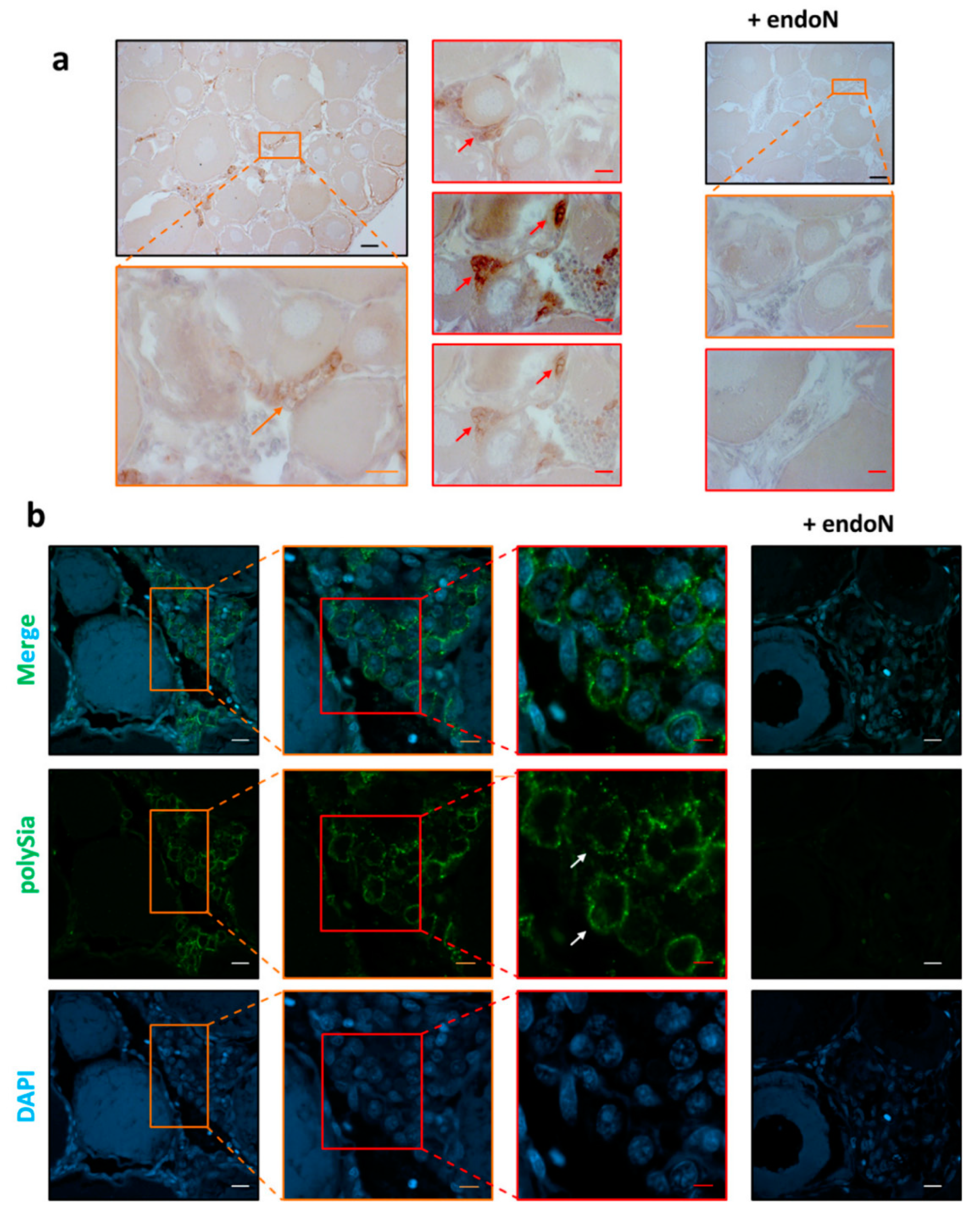 Cells 09 02391 g004 Cells 09 02391 g004