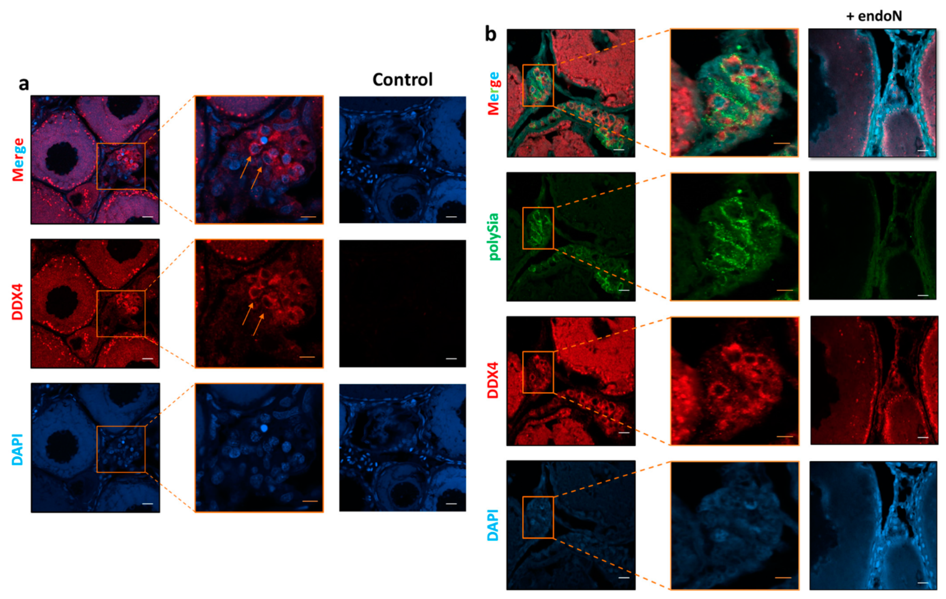 Cells 09 02391 g005 Cells 09 02391 g005