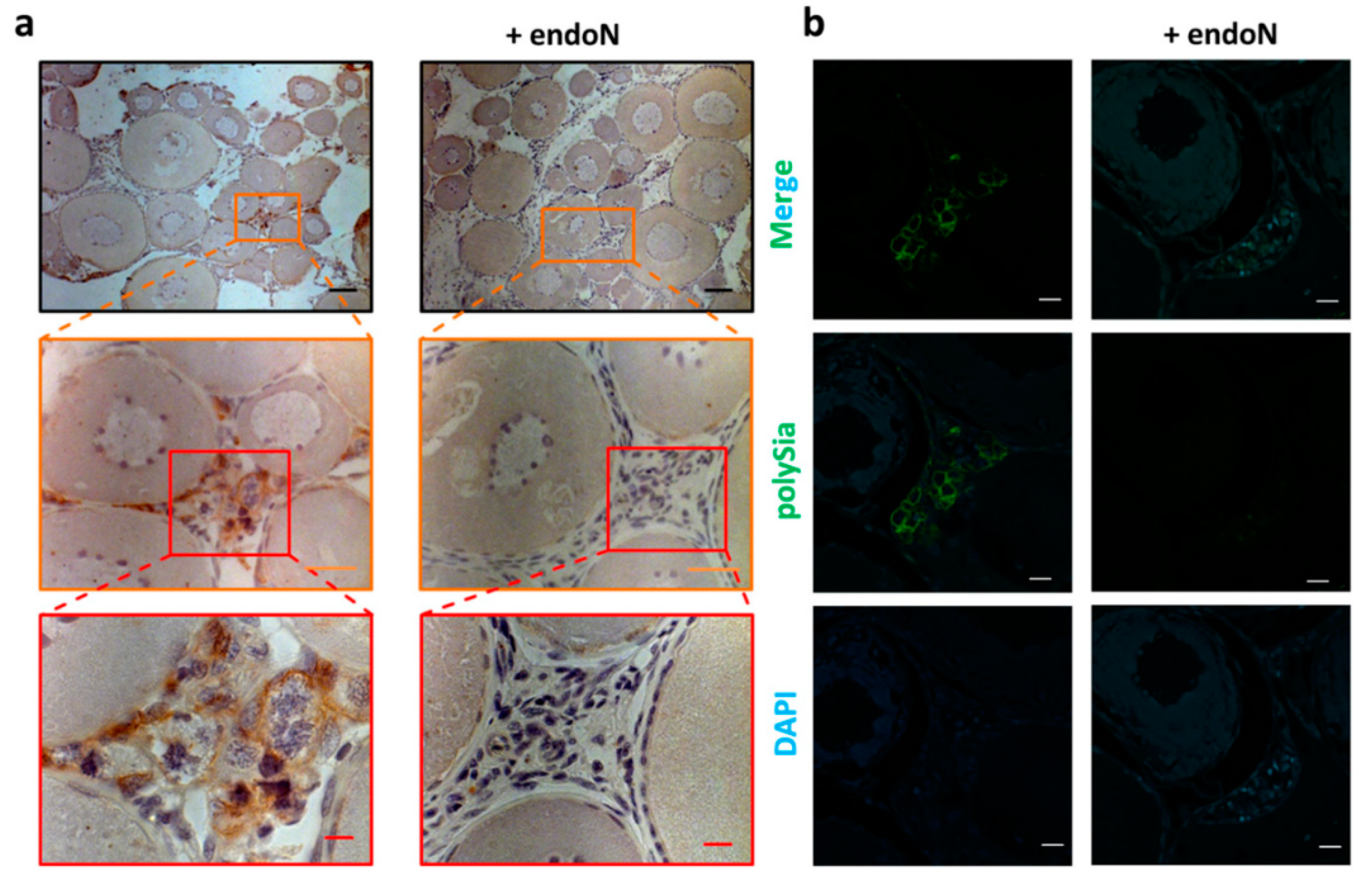 Cells 09 02391 g007 Cells 09 02391 g007