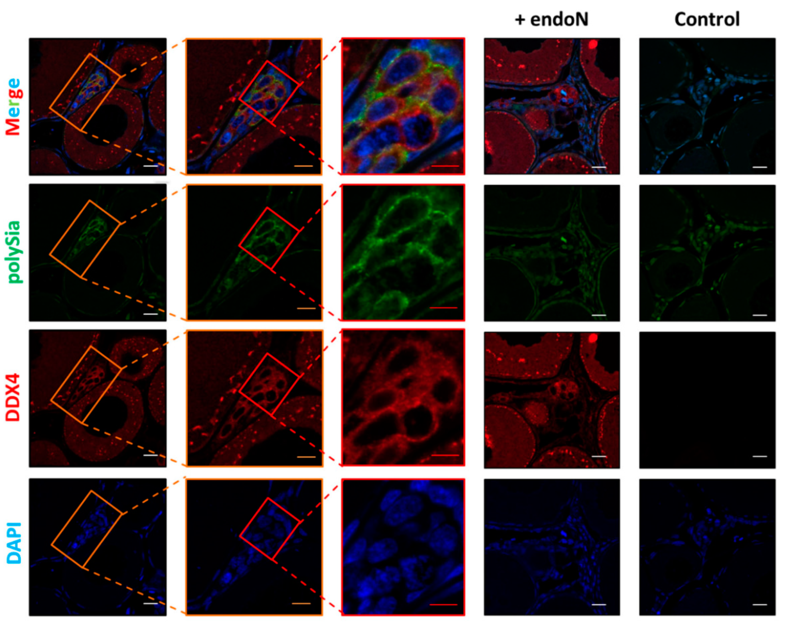 Cells 09 02391 g008 Cells 09 02391 g008