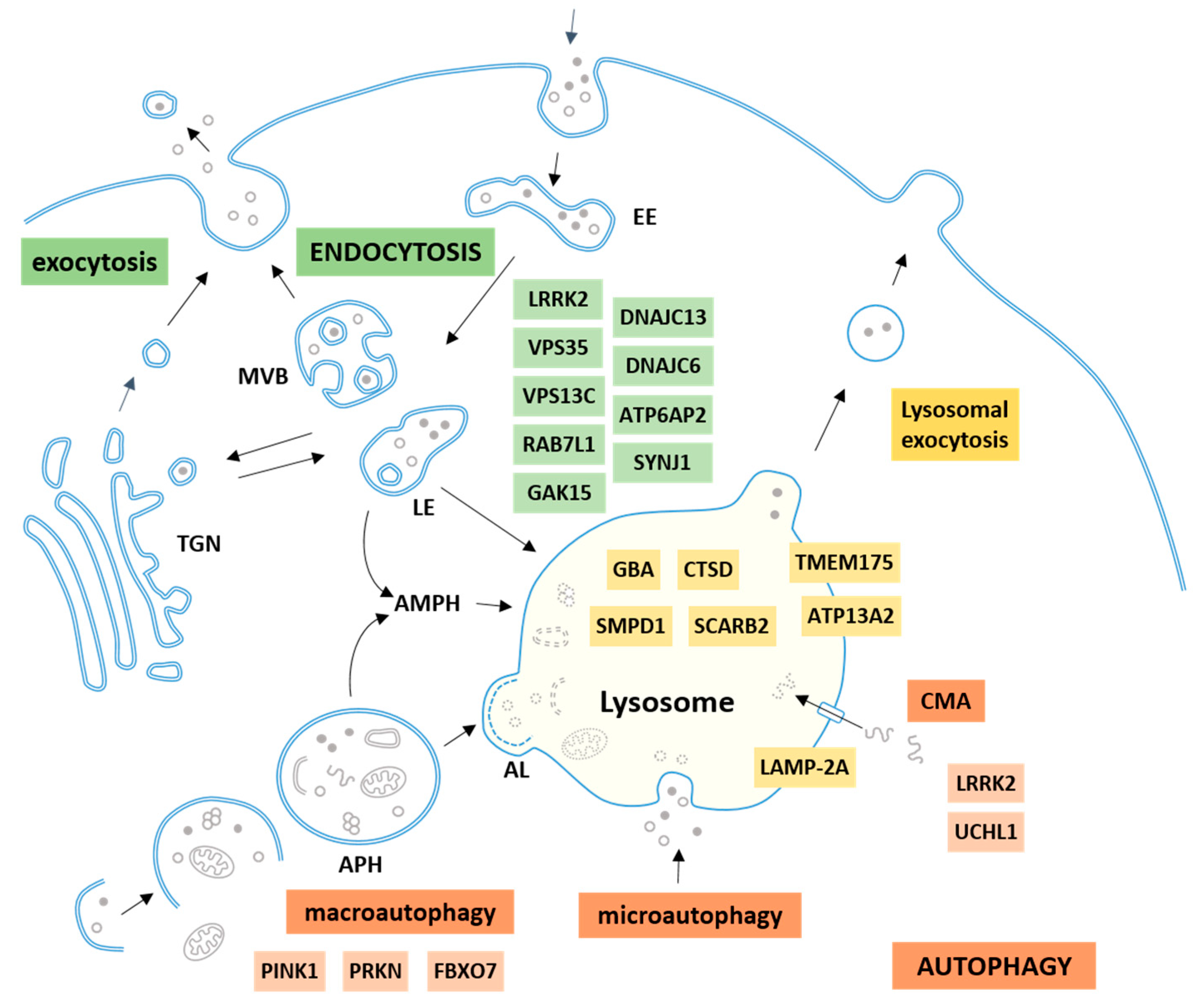 Presynaptic Dysfunction in Neurons Derived from Tay–Sachs iPSCs