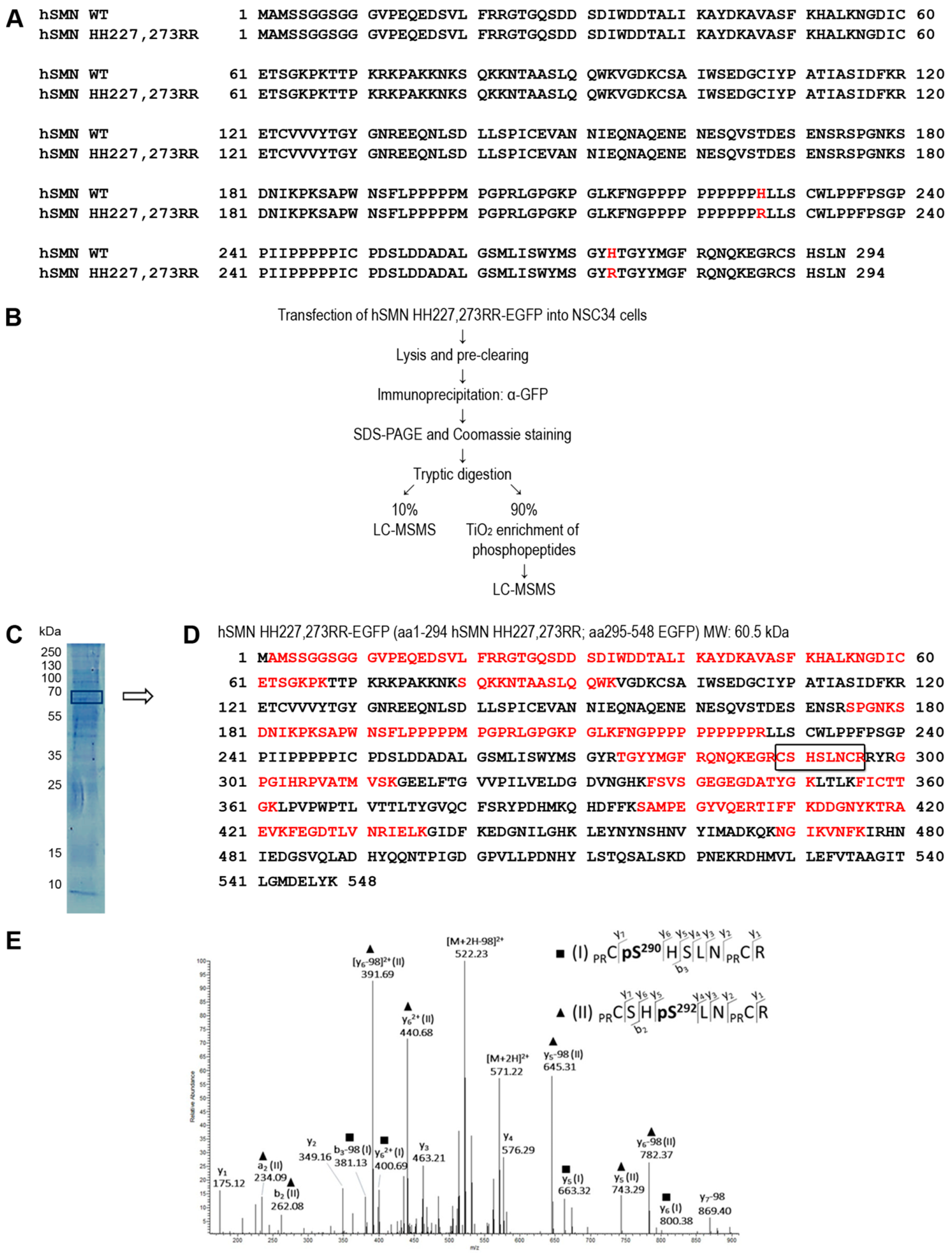 Cells 09 02405 g001 Cells 09 02405 g001