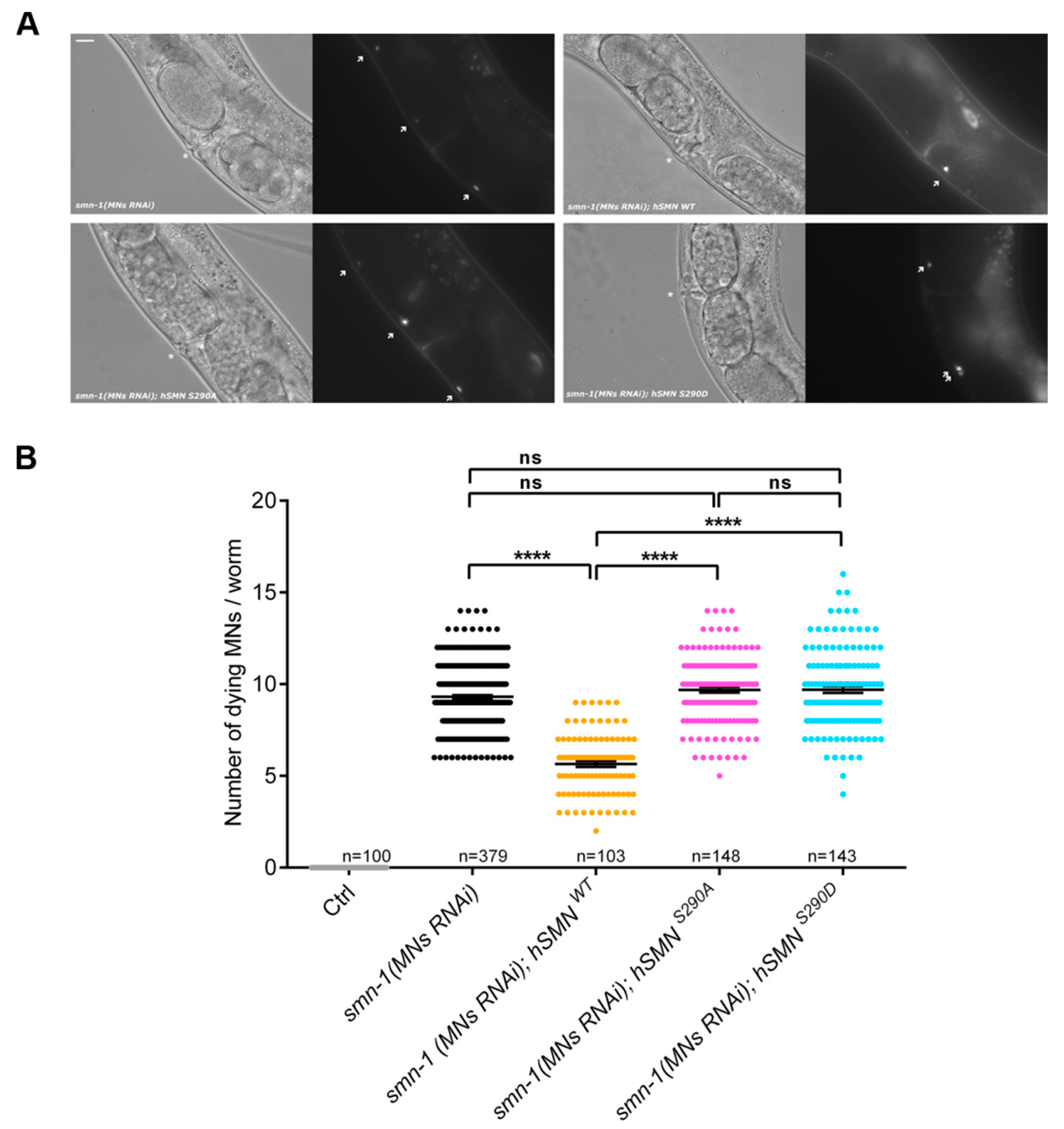 Cells 09 02405 g003 Cells 09 02405 g003