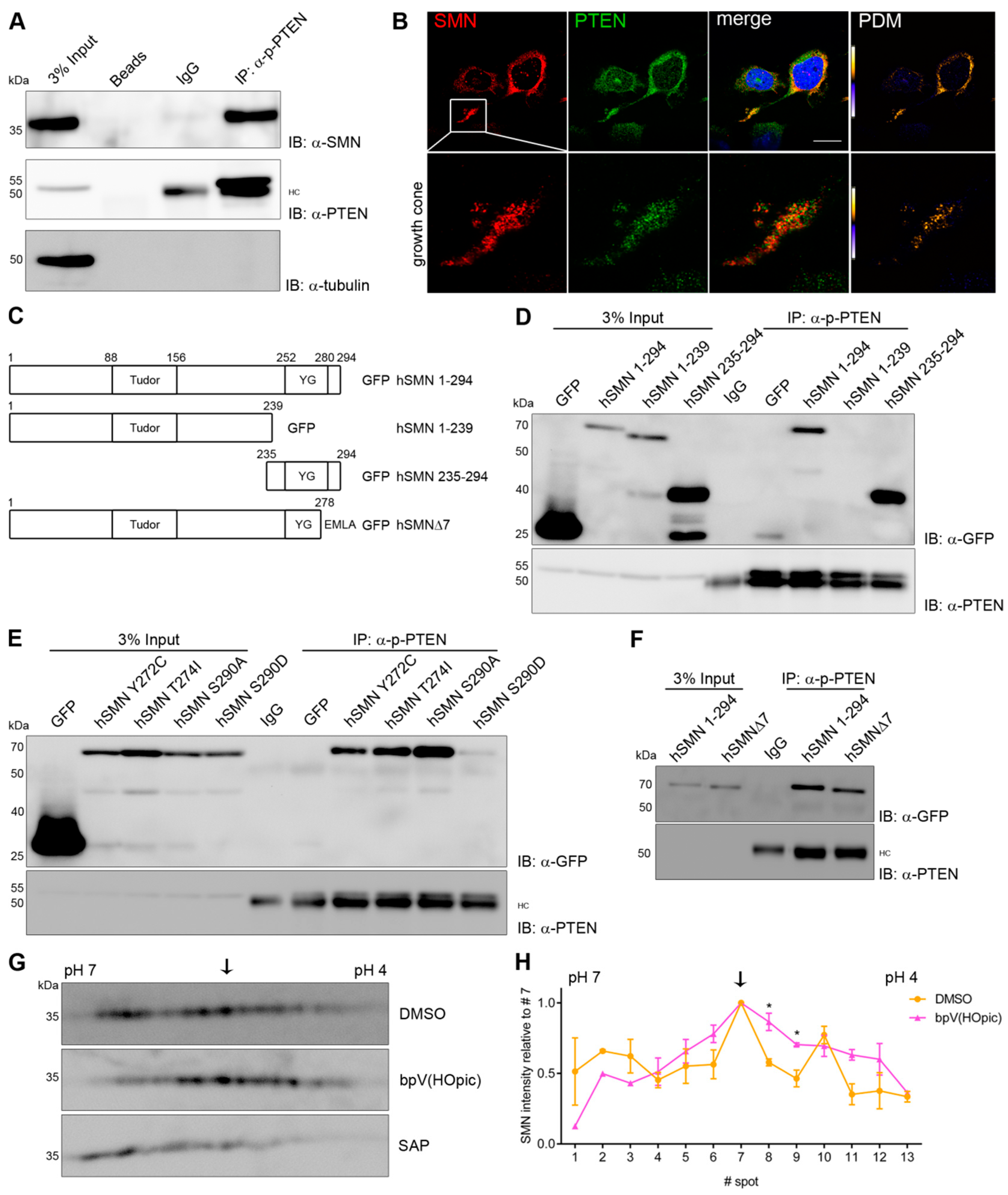 Cells 09 02405 g004 Cells 09 02405 g004